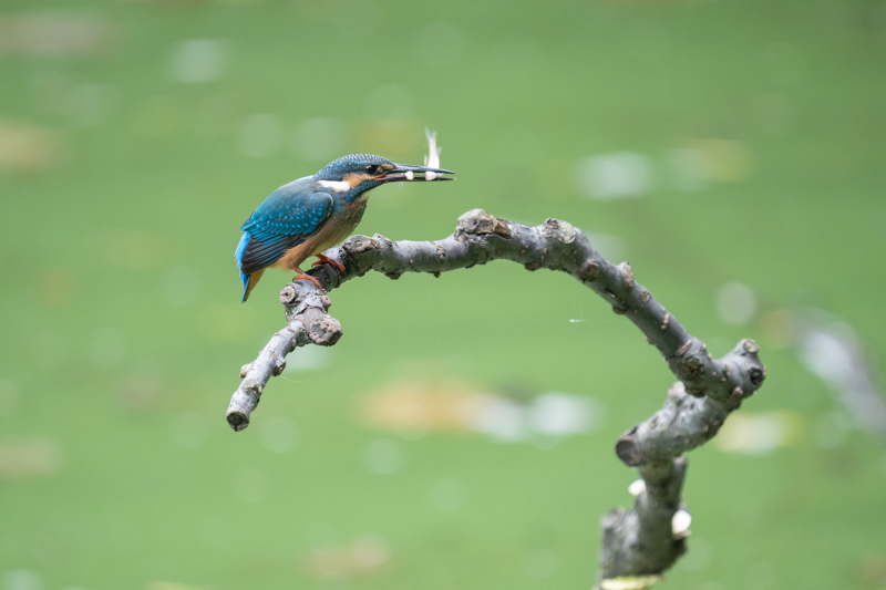 撮影：宇佐見健<br><span class="fnt-85">α7R IV / FE 200-600mm F5.6-6.3 G OSS / 600mm（900mm相当） / 絞り優先AE（1/80秒・F6.3・+0.7EV） / ISO 1600</span>