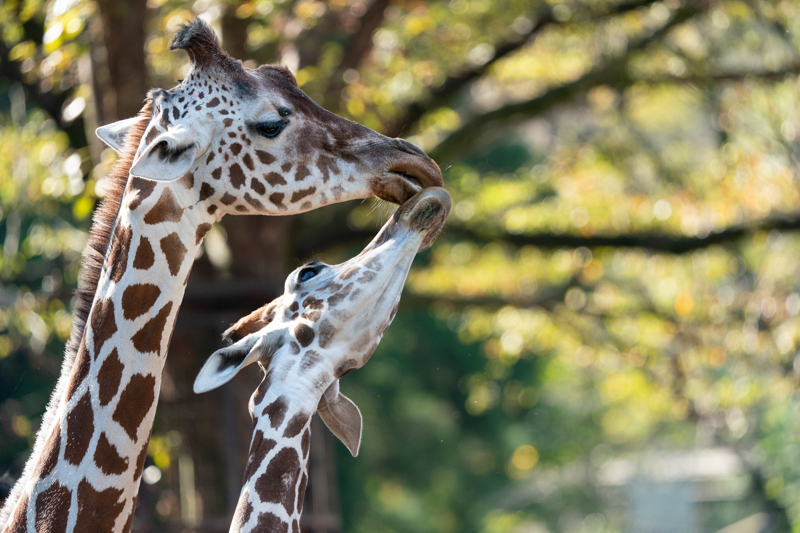 撮影：宇佐見健<br><span class="fnt-85">α7R IV / FE 200-600mm F5.6-6.3 G OSS / 437mm / 絞り優先AE（1/400秒・F6.3・±0.0EV） / ISO 640</span>