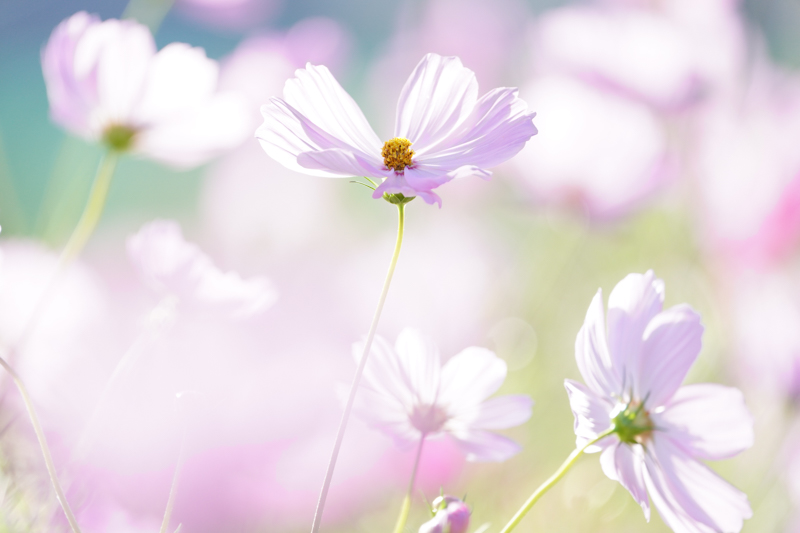 撮影：伊達淳一<br><span class="fnt-85">α7R IV / FE 200-600mm F5.6-6.3 G OSS / 600mm / シャッター速度優先AE（1/500秒・F6.3・±0.0EV） / ISO 600</span>