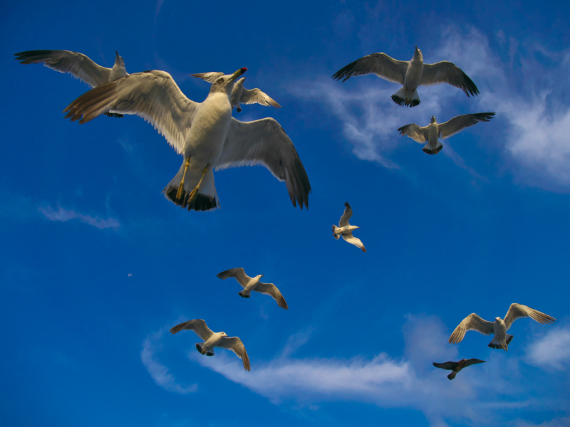 早朝の漁船で船に群がるウミネコが近寄ってきた。飛び回る鳥の動きを高速AFが的確に捉える。高倍率ズームで広角端が12mmであることは重要だ。<br><span class="fnt-85">OM-D E-M1 Mark II / M.ZUIKO DIGITAL ED 12-100mm F4.0 IS PRO / 12mm（24mm相当） / 絞り優先AE（F4、1/2,500秒、-0.3EV） / ISO 200 / WB:オート</span>