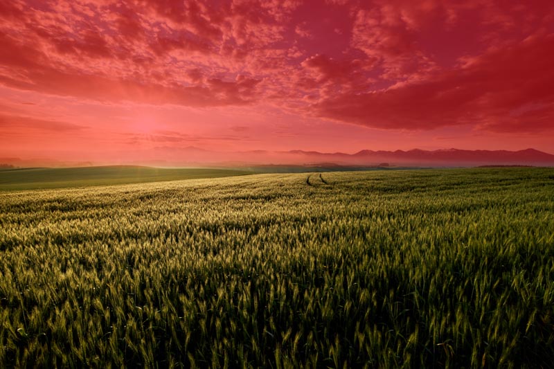 （赤色の部分がフィルターの効果が出ている箇所）