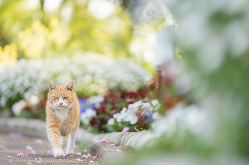 撮影：小川晃代<br>人懐っこい野良猫が近づいてくるところを先回りして撮影。かなり低い位置での撮影だが、瞳AFが近づいてくる野良猫の瞳にピントを合わせてくれた。<br><span class="fnt-85">α7 III / FE 70-200mm F2.8 GM OSS / 179mm / 絞り優先AE（1/1,000秒・F2.8・±0.0EV） / ISO 500</span>