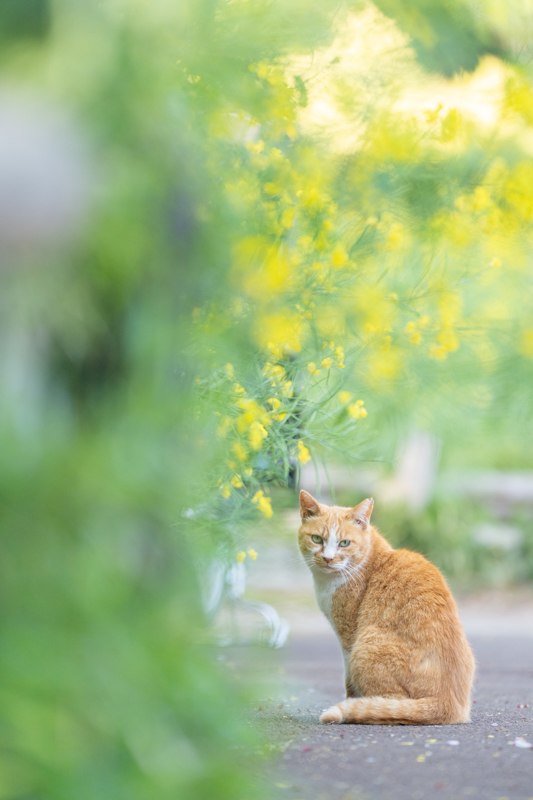 撮影：小川晃代<br>撮影者の気配に気づき、一瞬だけこちらを見た瞬間。構図に対して被写体は小さいが、きっちり瞳にピントが合っている。<br><span class="fnt-85">α7 III / FE 70-200mm F2.8 GM OSS / 200mm / 絞り優先AE（1/640秒・F3.2・±0.0EV） / ISO 500</span>