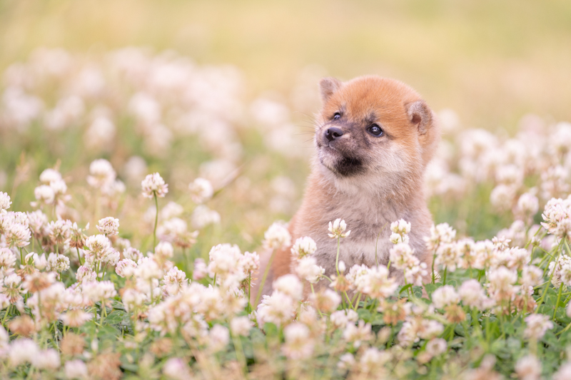 撮影：小川晃代<br>動き回るやんちゃな仔犬。「リアルタイム瞳AF」が動物<span class="fnt-85">※</span>にも対応したおかげで、おもちゃで気を引いた一瞬を思った通りの構図で捉えることができた<br><span class="fnt-85">α7 III / FE 70-200mm F2.8 GM OSS / 176mm / 絞り優先AE（1/1,000秒・F2.8・±1.0EV） / ISO 500<br><font color=gray>※人物と動物ではモードの切り替えが必要です。すべての動物が対象ではありません。</span></font>