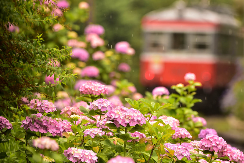 ニコンD4S　AF-S VR Nikkor 300mm f/2.8G IF-ED（300mm）　マニュアル露出（F8、1/500秒）　ISO 800　WB:日陰