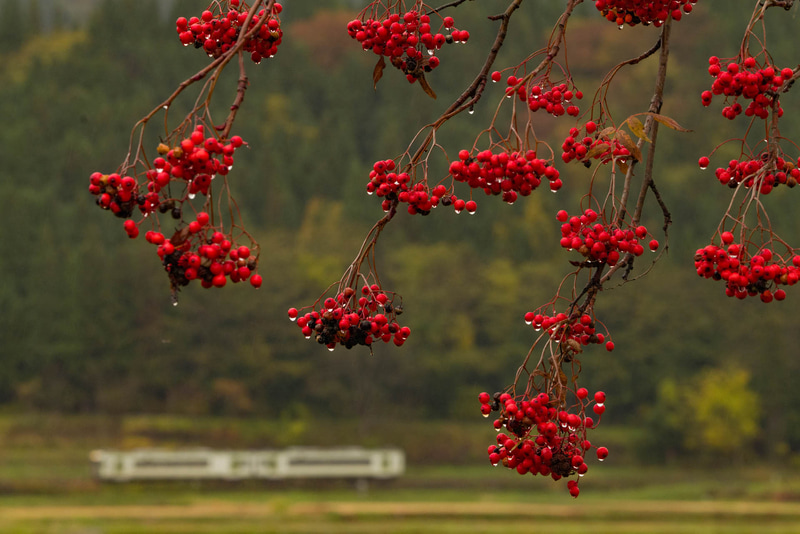ライカSL2　APO-VARIO-ELMARIT-SL F2.8-4/90-280mm（191mm）　絞り優先オート（F16、1/80秒）　ISO 3200　WB:日陰