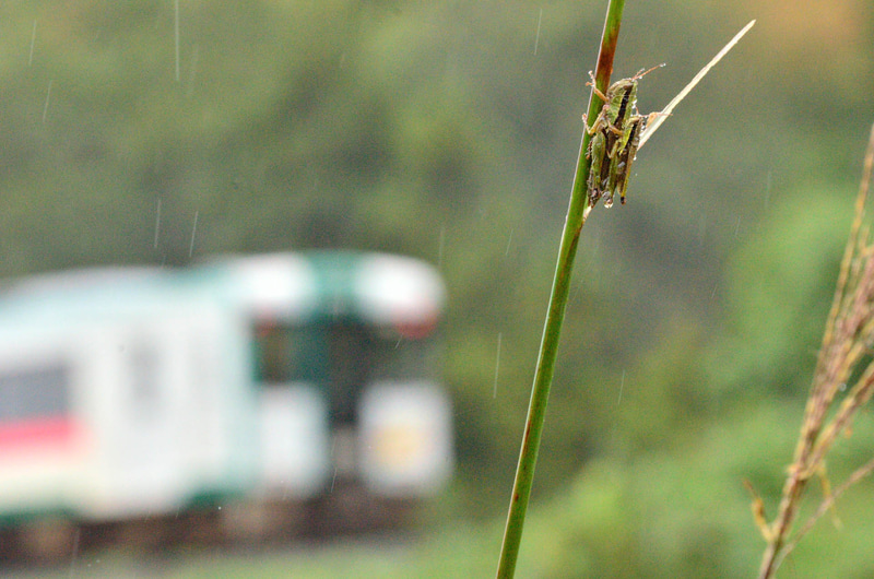 ニコンD7000　AF-S NIKKOR 28-300mm f/3.5-5.6G ED VR（315mm）　絞り優先オート（F13、1/180秒）　ISO 1600　WB:曇天