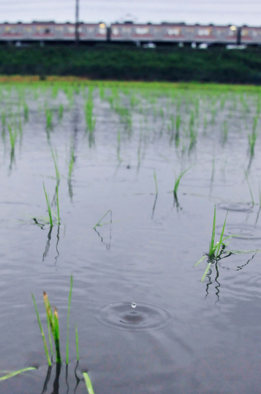 ニコンD300S　AF-S NIKKOR 24-70mm f/2.8G ED（27mm相当）　絞り優先オート（F4、1/250秒）　ISO 800　WB:オート