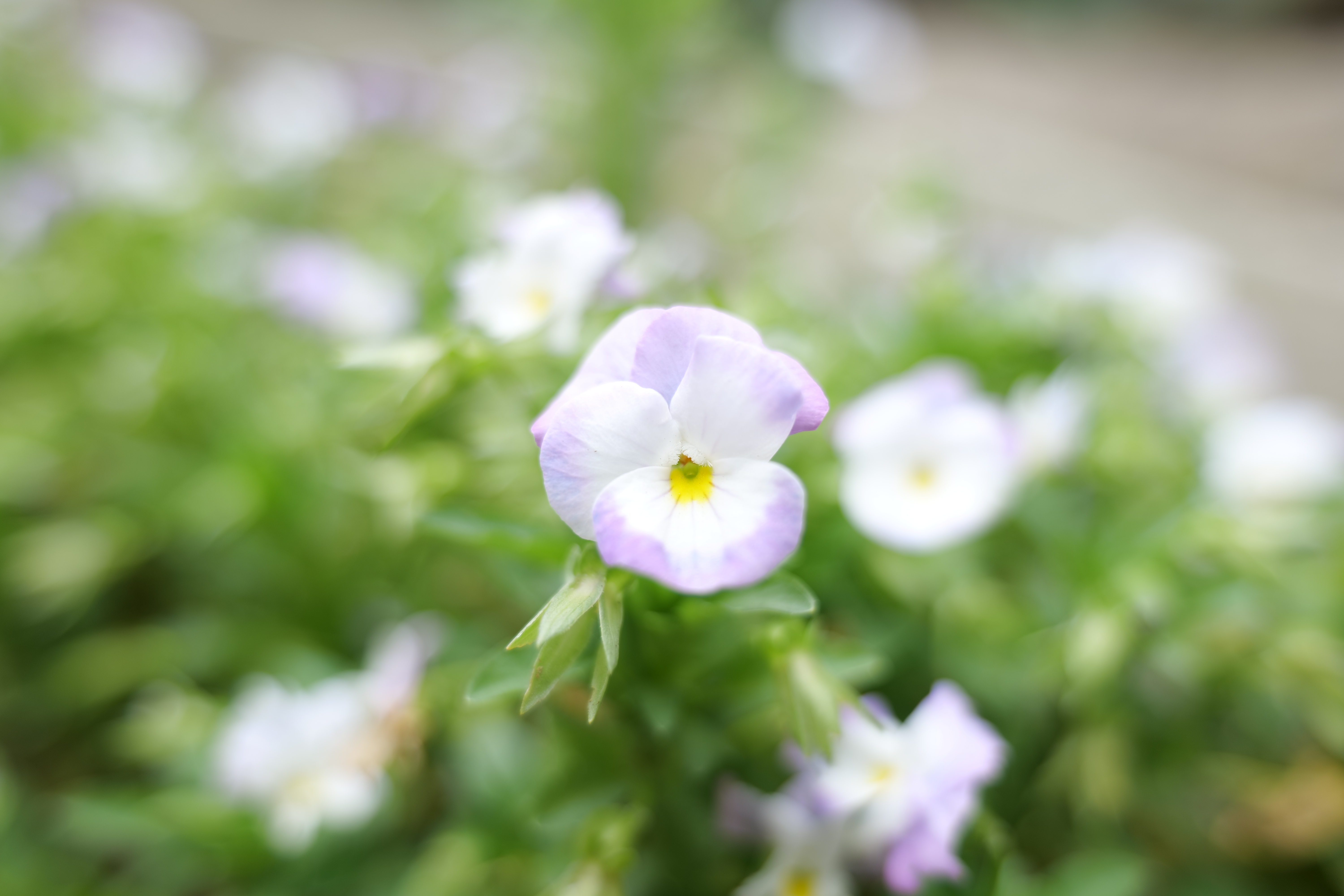 最大撮影倍率0.43倍となる条件（焦点距離26mm・最短撮影距離0.15m）で撮影<br><span class="fnt-85">LUMIX S1＋LUMIX S 20-60mm F3.5-5.6（26mm） / 絞り優先AE（F3.9・1/125秒・+1.3EV） / ISO 100</span>