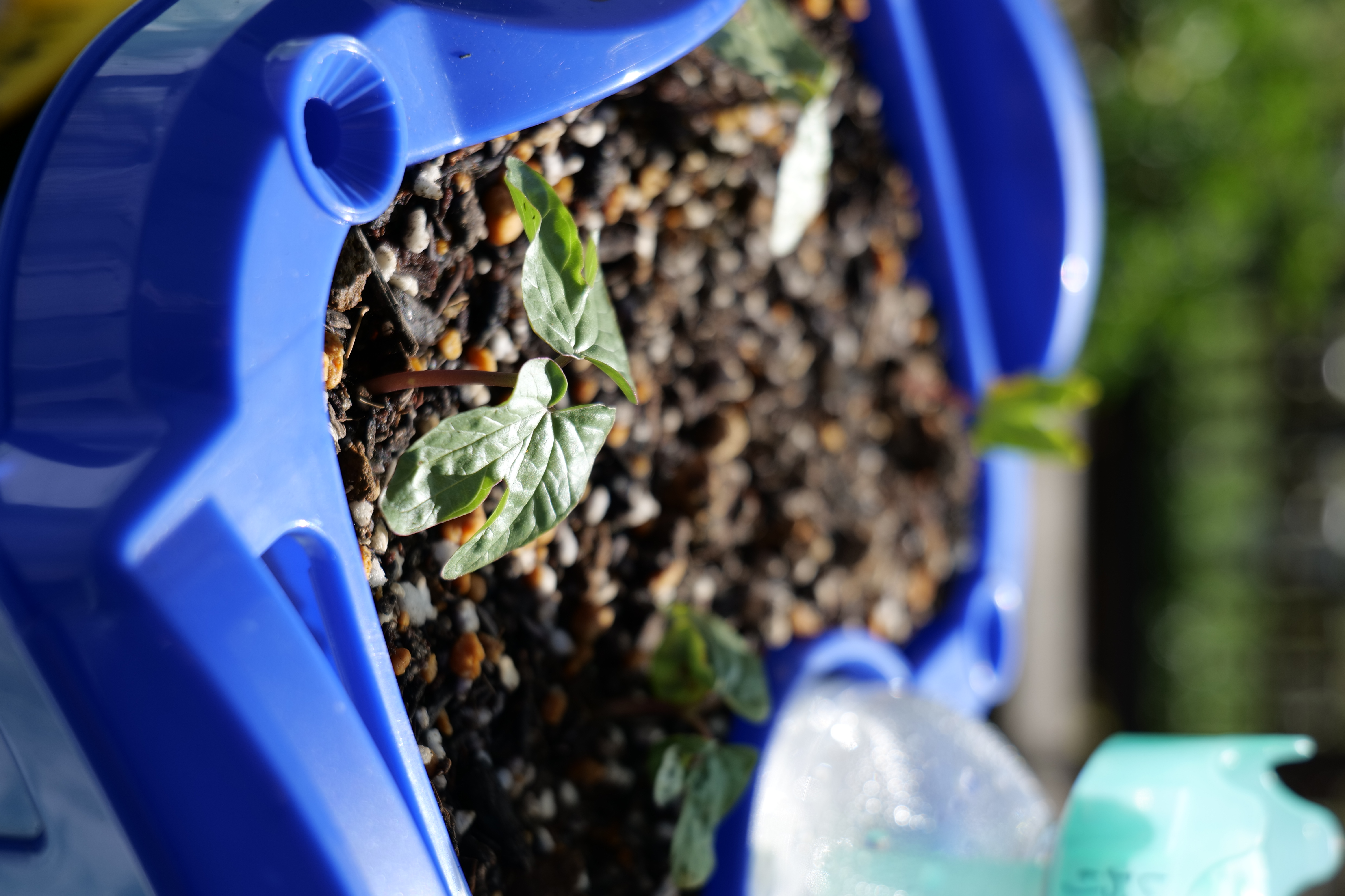 <span class="fnt-85">LUMIX S1＋LUMIX S 20-60mm F3.5-5.6（60mm） / 絞り優先AE（F5.6・1/320秒・±0EV） / ISO 100</span>