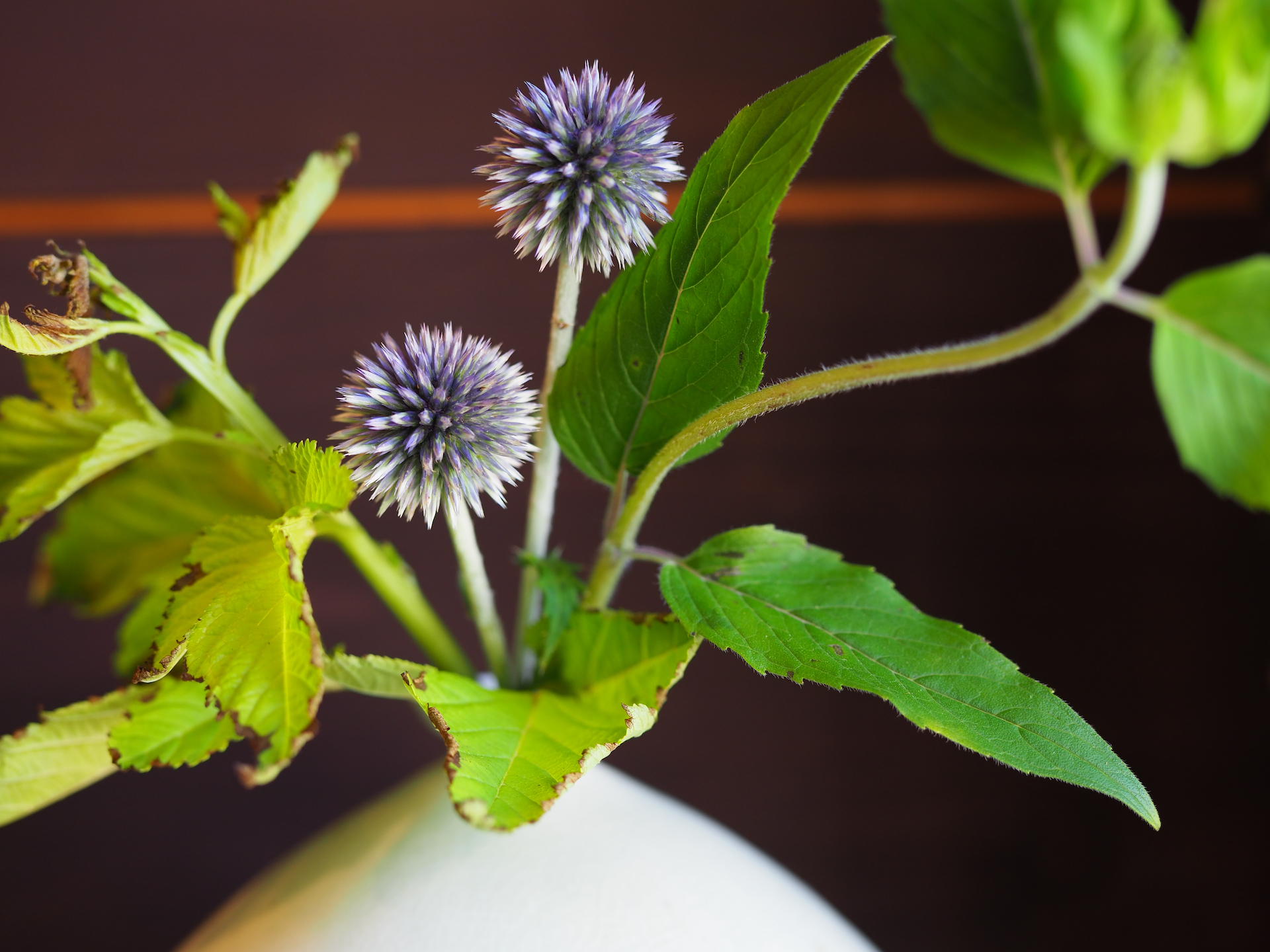 マイクロフォーサーズ機での写真はボケないと言われるけどね、これはレンズの焦点距離が短いからなんですよ。ボケなきゃボケるような大口径レンズを作ればいいとF1.2のシリーズで単焦点レンズを出してきたオリンパスなんだけど、こういう真面目なところはもっと評価されていいよね。<br>オリンパスOM-D E-M1 Mark II　M.ZUIKO DIGITAL ED 25mm F1.2 PRO　絞り優先AE（F1.2・1/250秒）　ISO 200　AWB