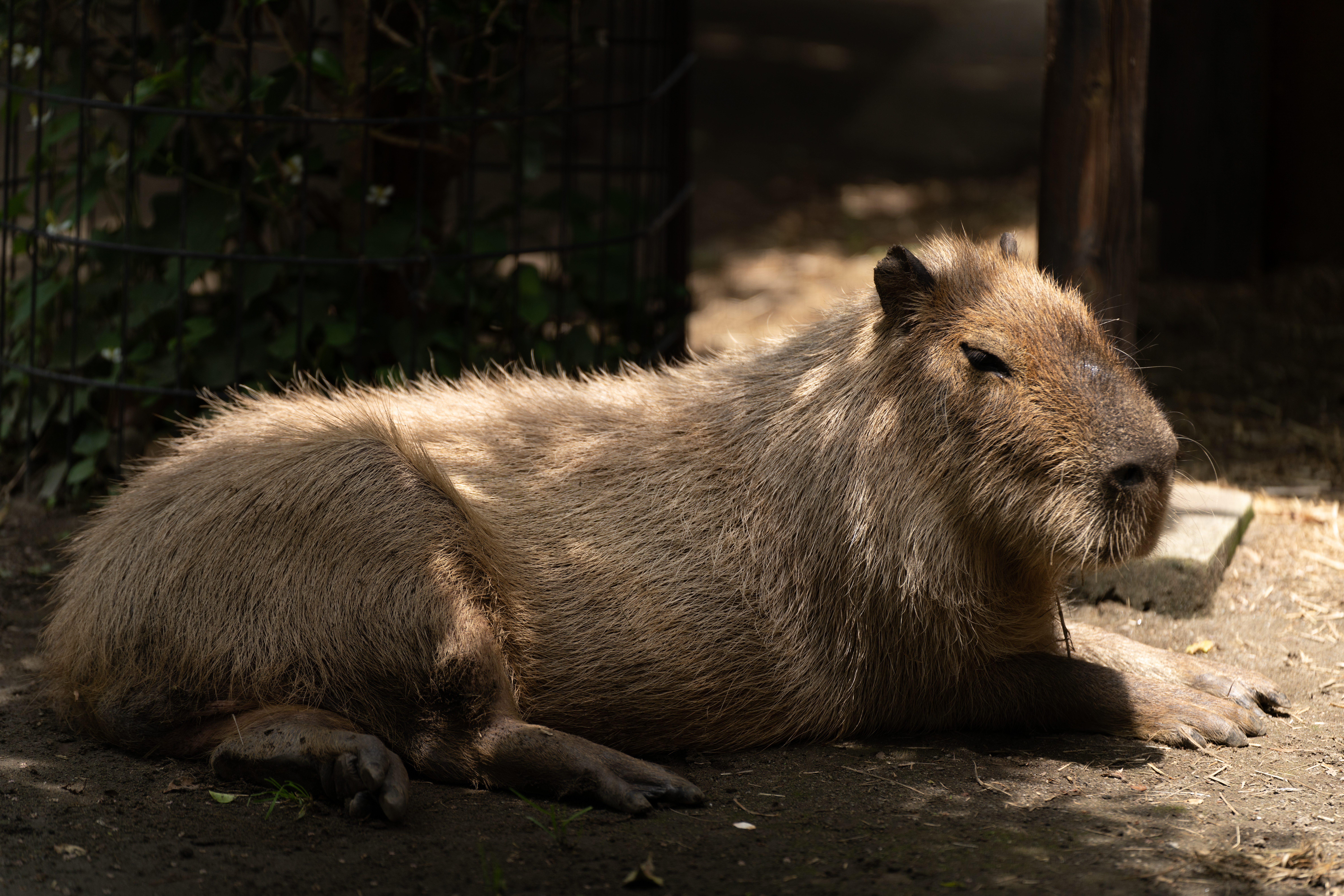 <span class="fnt-85">ソニーα7R IV＋タムロン 70-180mm F/2.8 Di III VXD（151mm） / マニュアル露出（F2.8・1/1,000秒） / ISO 100</span>