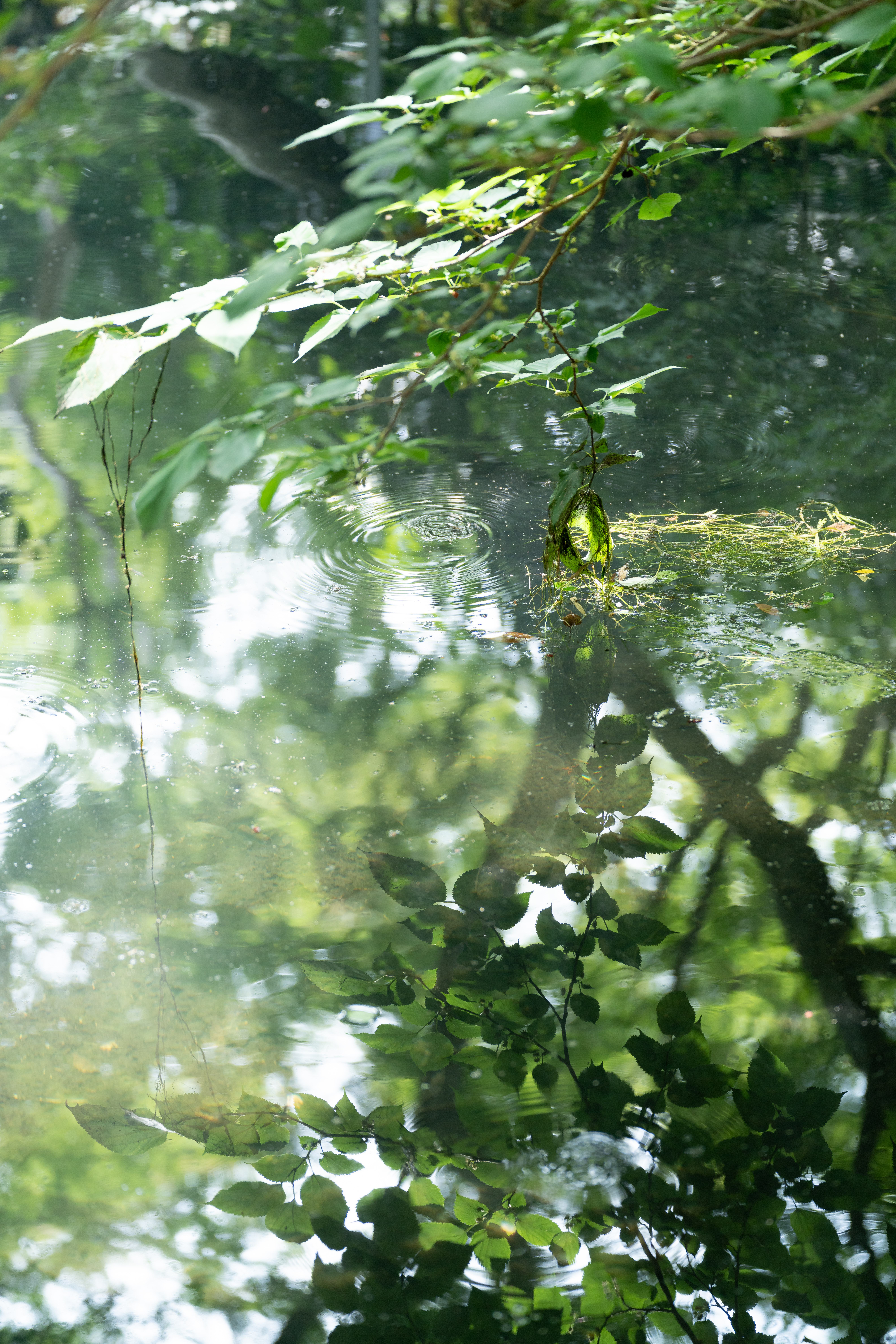 <span class="fnt-85">ソニーα7R IV＋タムロン 70-180mm F/2.8 Di III VXD（98mm） / マニュアル露出（F2.8・1/160秒） / ISO 200</span>