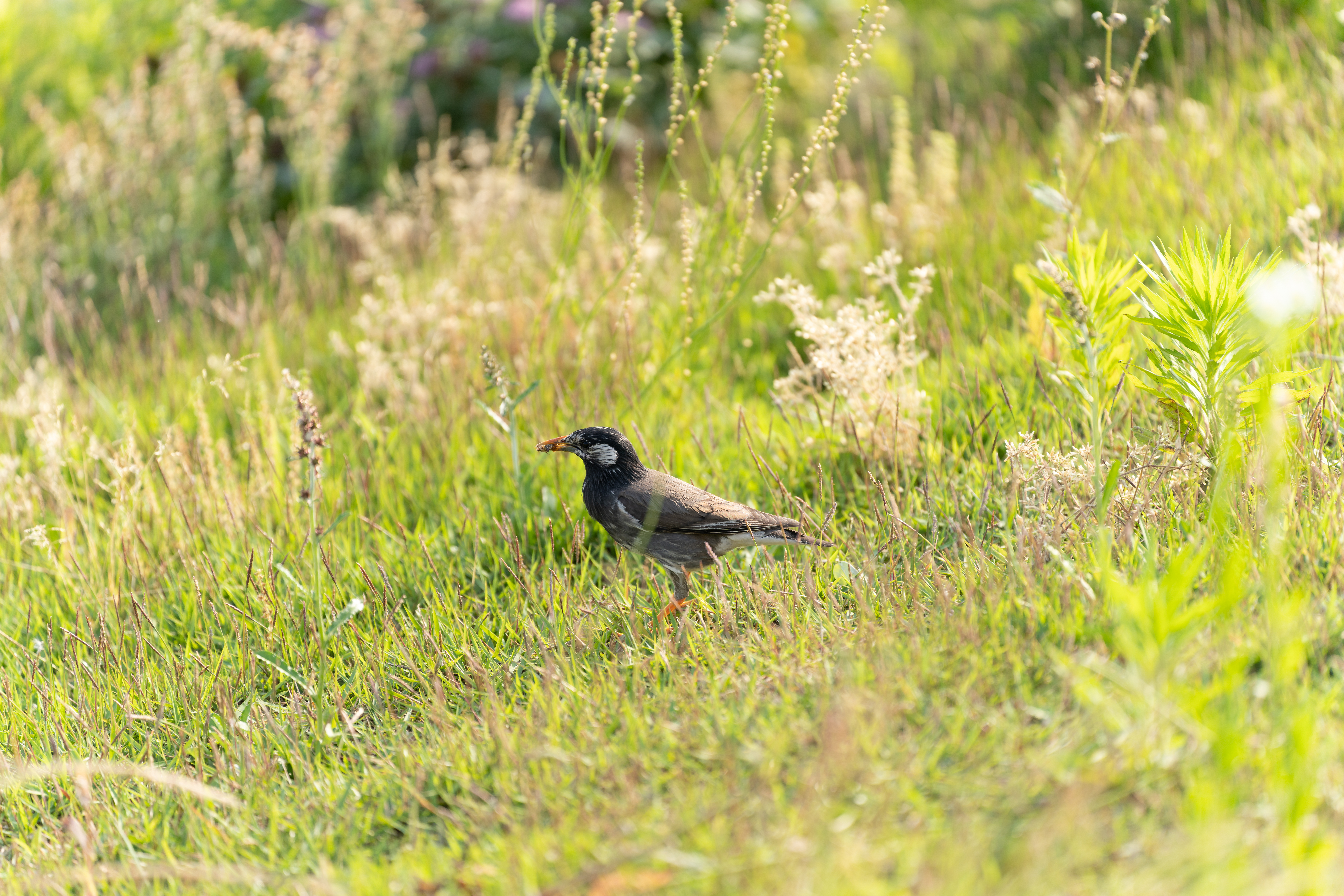 <span class="fnt-85">ソニーα7R IV＋タムロン 70-180mm F/2.8 Di III VXD（180mm） / マニュアル露出（F2.8・1/800秒） / ISO 100</span>