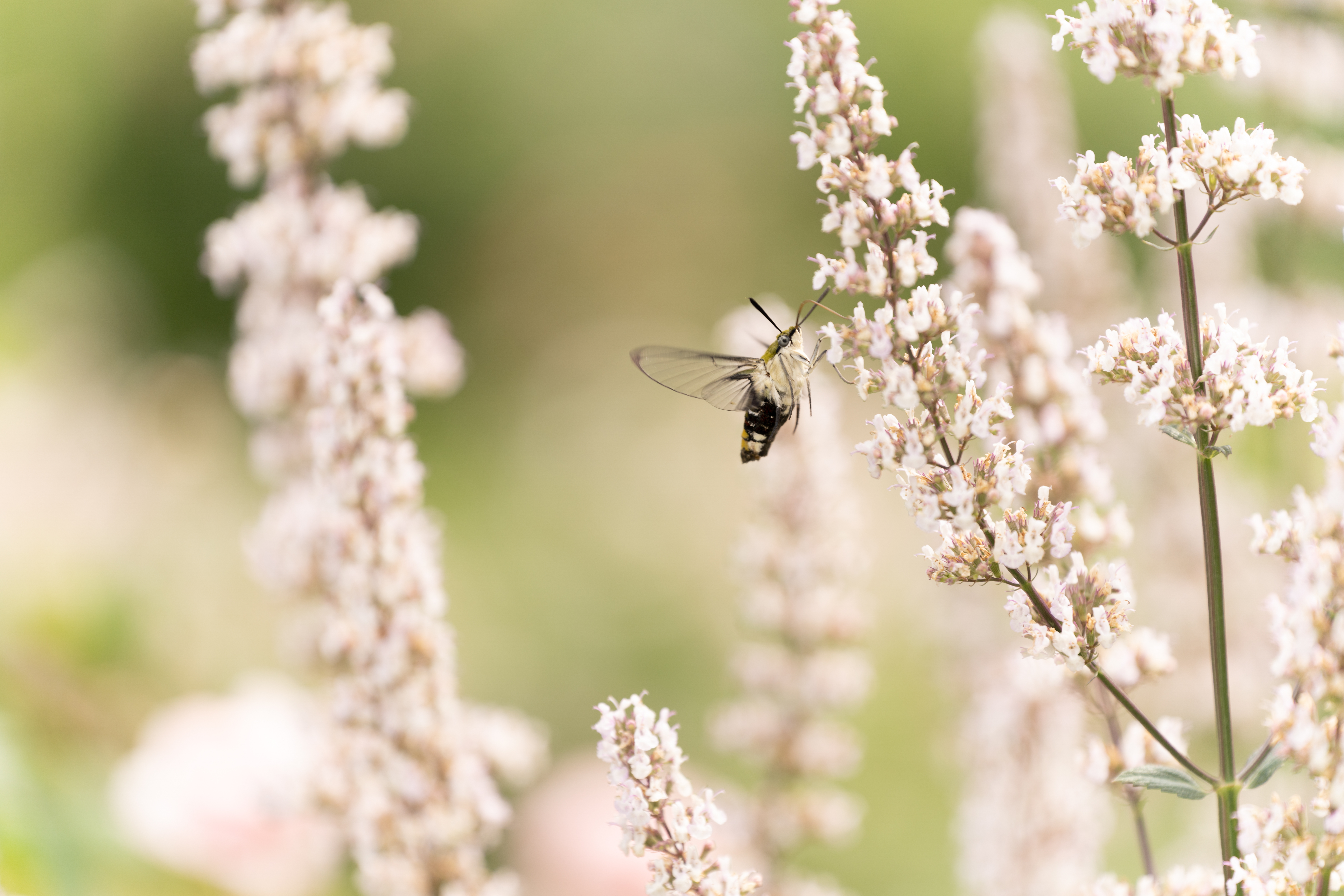 <span class="fnt-85">ソニーα7R IV＋タムロン 70-180mm F/2.8 Di III VXD（180mm） / マニュアル露出（F2.8・1/800秒） / ISO 100</span>