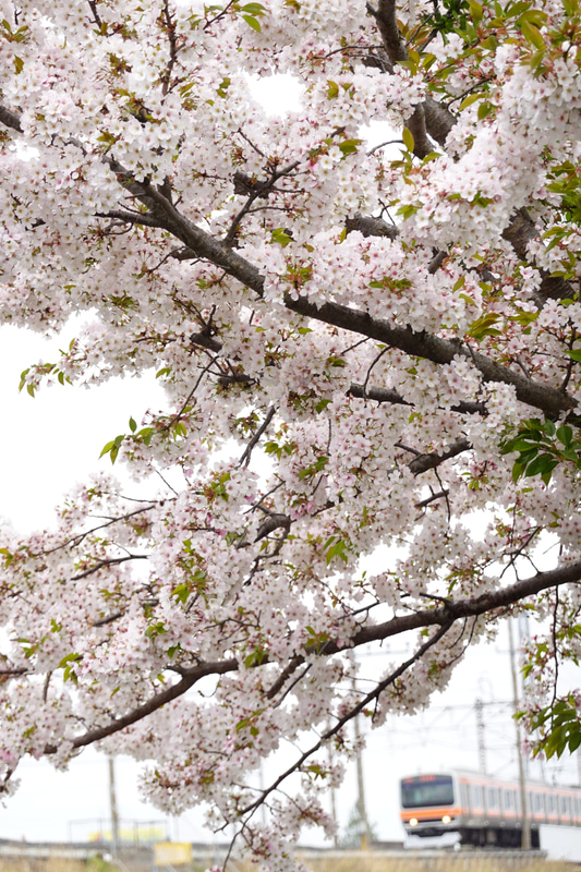 ソニーRX100 VII　ZEISS Vario-Sonnar T* 2.8-4.5/9.0-72（135mm相当）　絞り優先オート（F4.5、1/320秒）　ISO 800　WB:太陽光