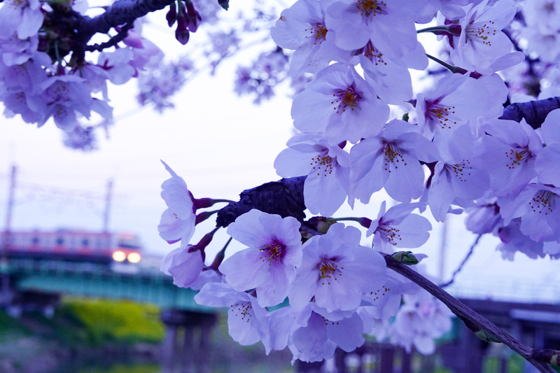 ソニーRX100 VII　ZEISS Vario-Sonnar T* 2.8-4.5/9.0-72（57mm相当）　絞り優先オート（F6.3、1/30秒）　ISO 800　WB:太陽光