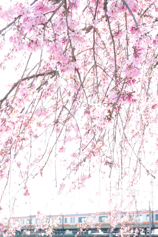 ソニーRX100 VII　ZEISS Vario-Sonnar T* 2.8-4.5/9.0-72（64mm相当）　絞り優先オート（F11、1/80秒）　ISO400　WB:太陽光