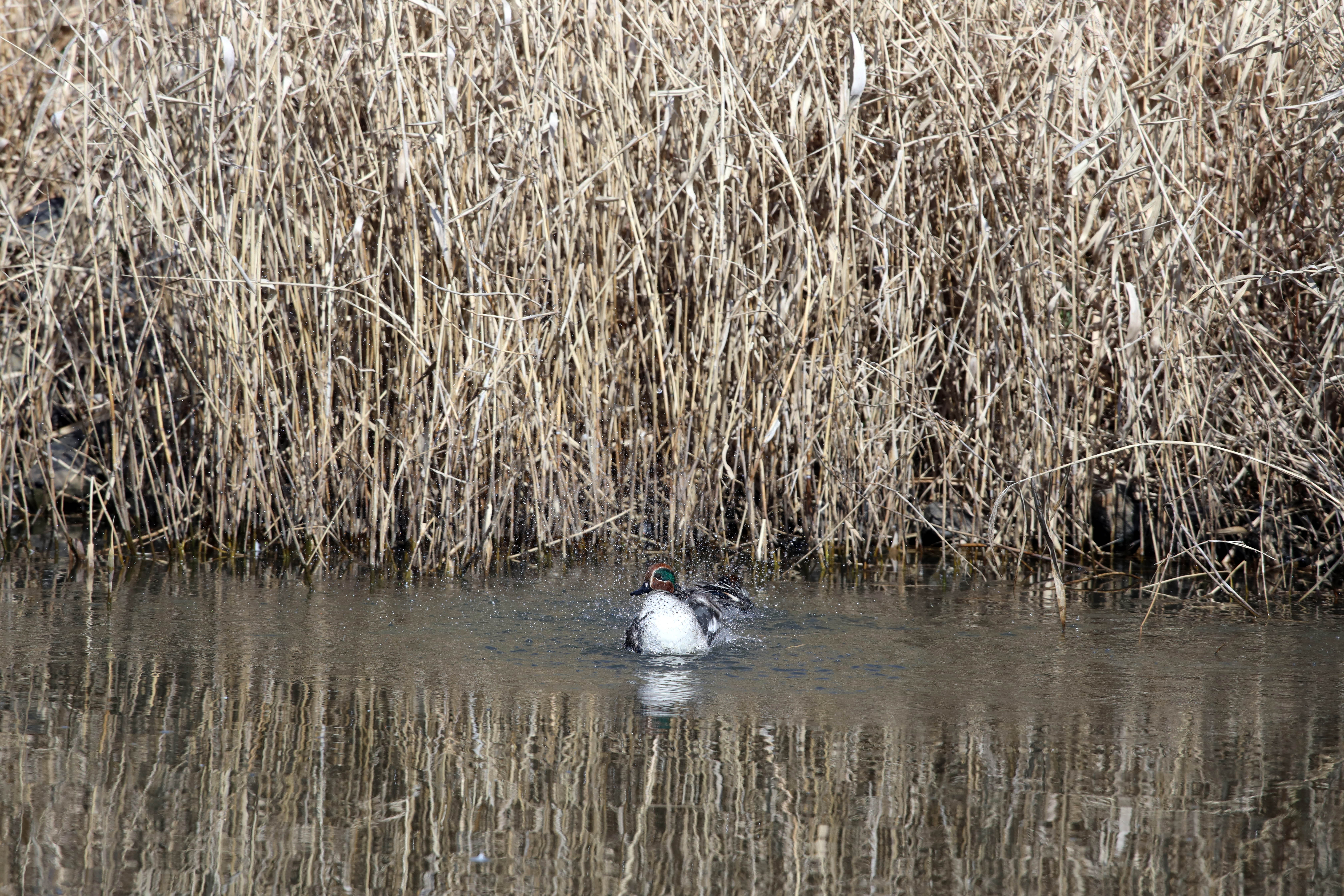「コガモ」EOS R、F8・1/1,250秒、ISO 500<br>いつもならば池の手前をスイスイと泳いでいるのですが、この日は奥の枯れたカヤの中で休んでいて、時々少し前に出てパシャパシャと動く程度でした。ふだんはのんびり午後に撮影に行くのですが、私が張り切って朝から撮影に出かけたのが原因かもしれません。一脚を使って、ブレないようにと注意を払いましたが、拡大するとカモの顔と飛び散る水しぶきもばっちりです。