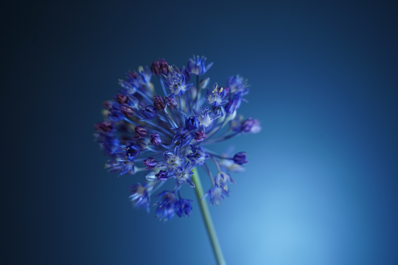 同じく右からのサイド光。今度は少しだけ向きを背景側へ振っている。