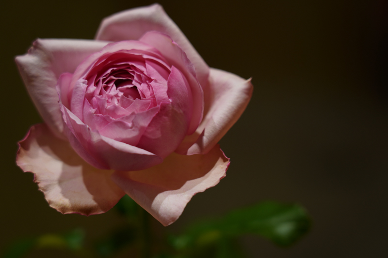 地明かりのみ（Profoto C1 Plusなし）で撮影。