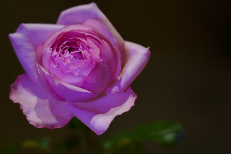 正面から「Profoto C1 Plus」を当てて順光で撮影。色効果フィルター「Clic Gel Rose Pink」をつけてみた。