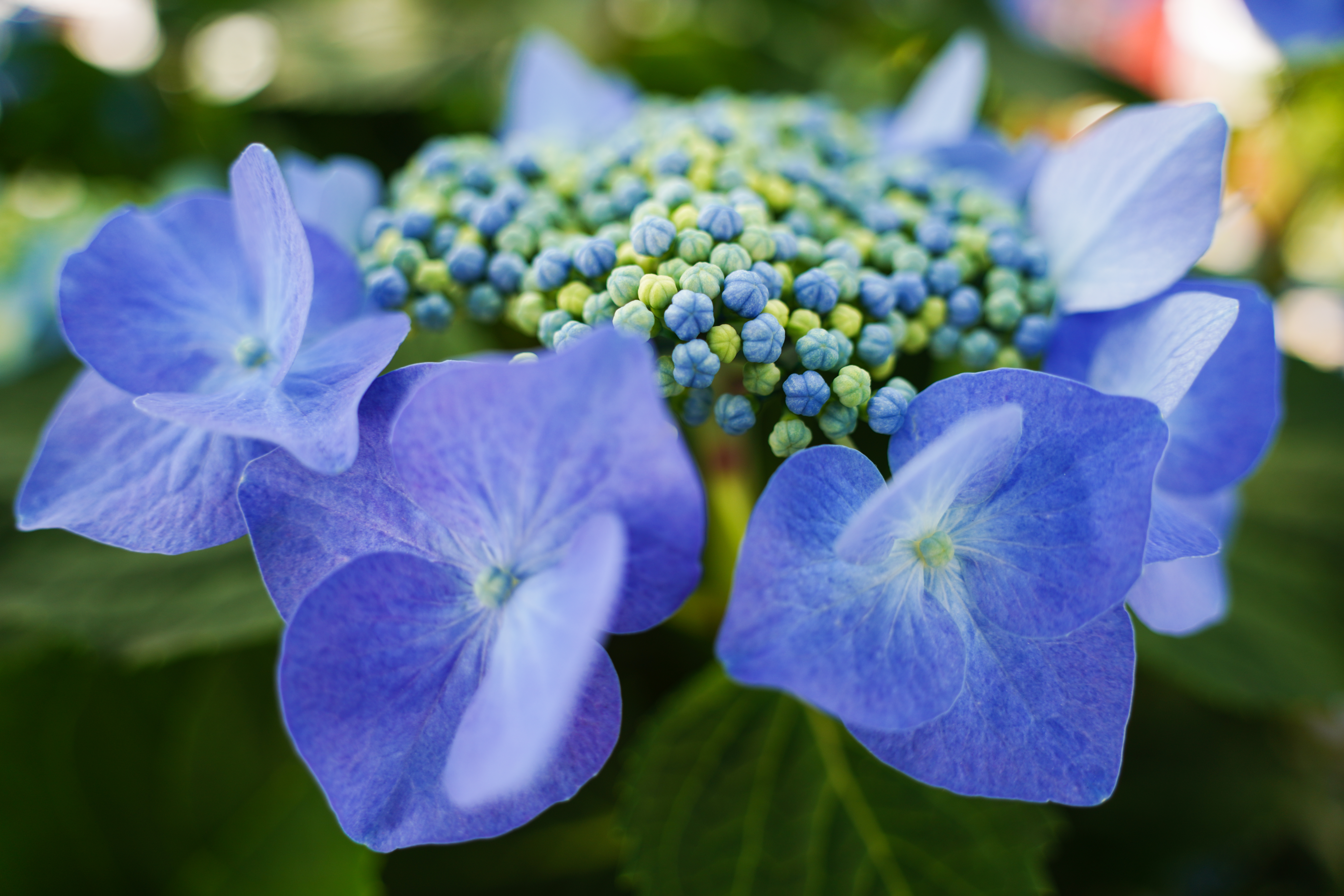 ソニーα7R IV / タムロン28-200mm F/2.8-5.6 Di III RXD（28mm） / 絞り優先AE（F2.8・1/200秒・±0EV）/ ISO 100