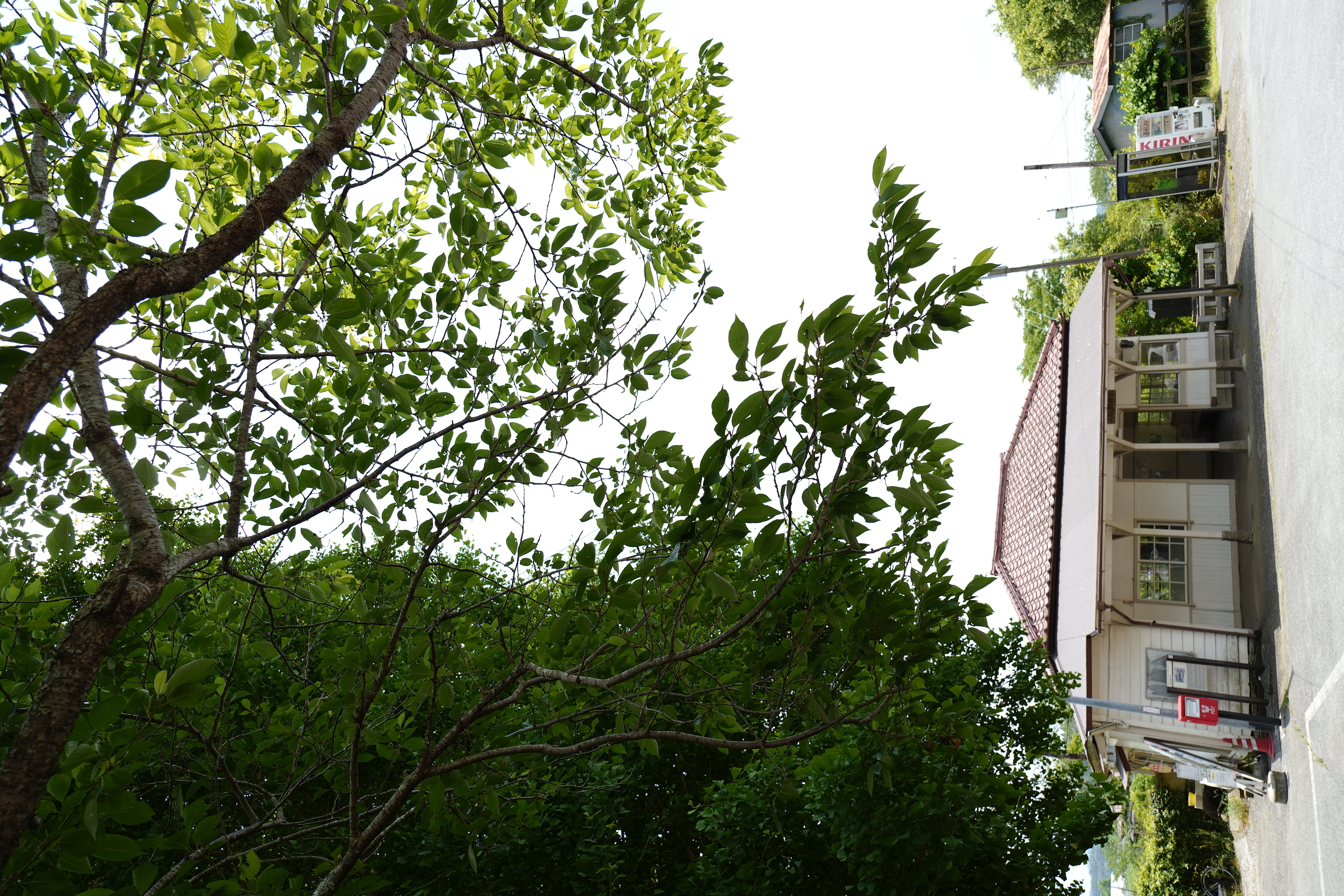 SIGMA fp / LUMIX S 20-60mm F3.5-5.6（20mm） / 絞り優先AE（F5.6・1/200秒・+1.0EV） / ISO 100