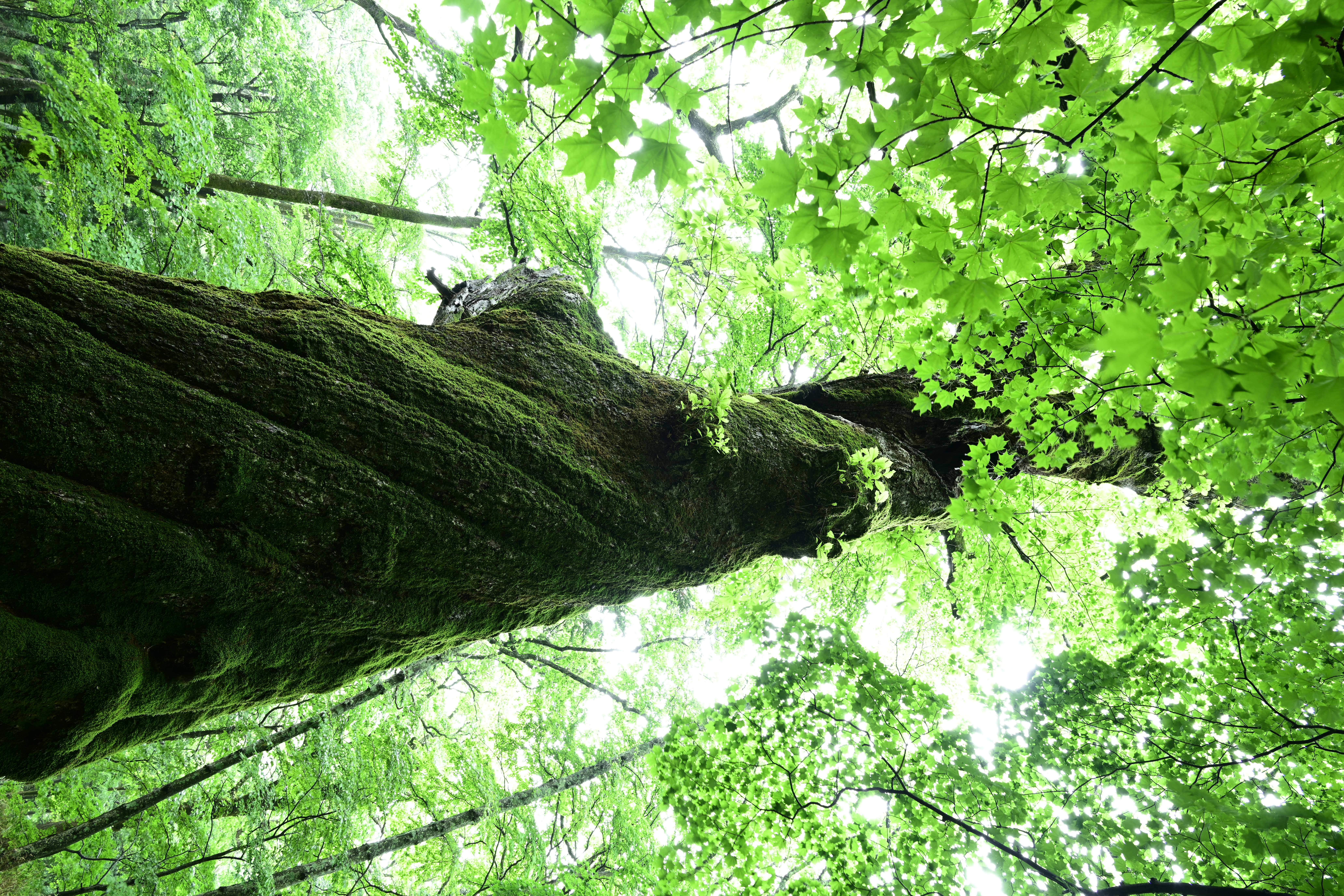 ニコンZ 7 / NIKKOR Z 24-200mm f/4-6.3 VR（24mm） / 絞り優先AE（F11・2秒・+0.7EV） / ISO 64