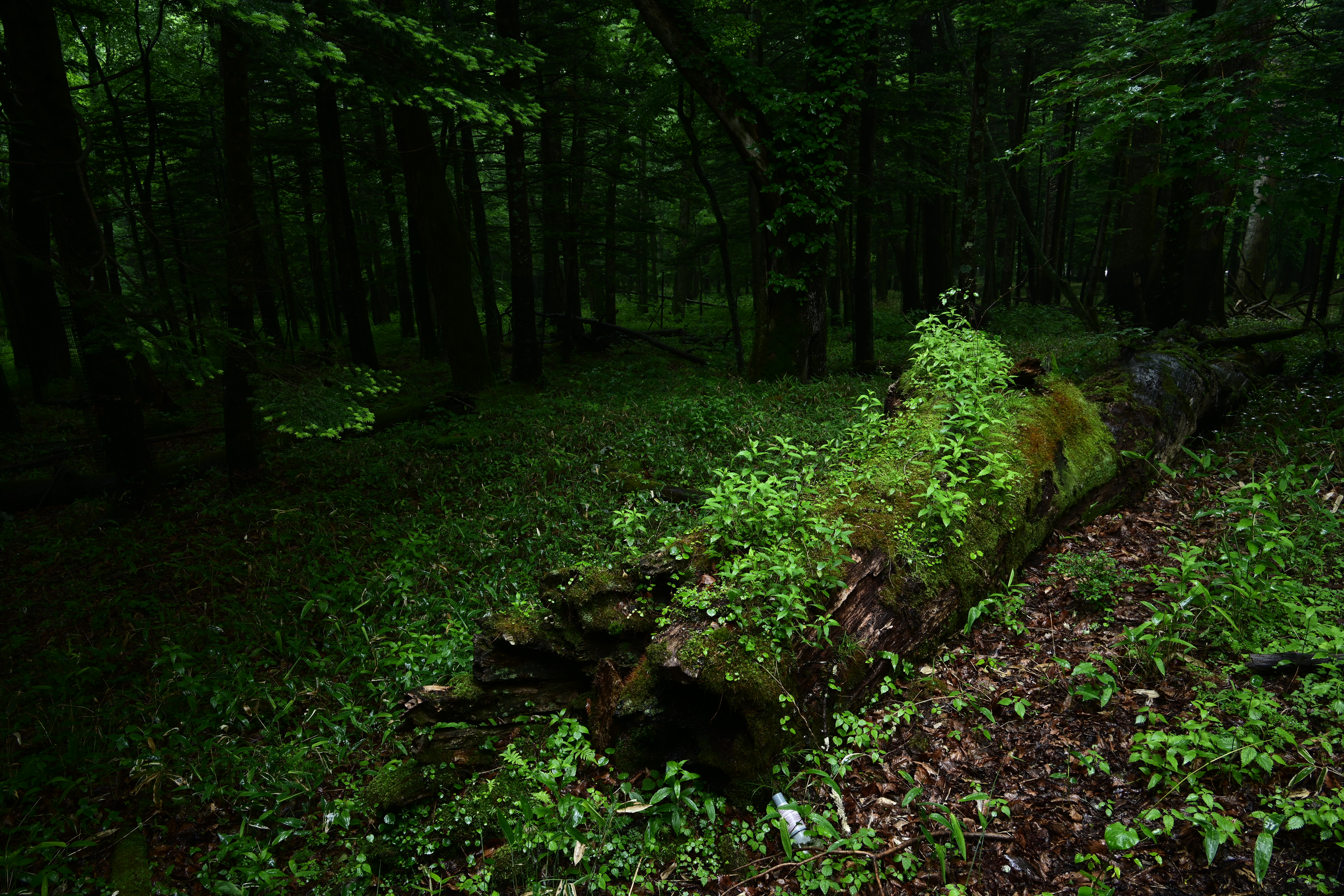 ニコンZ 7 / NIKKOR Z 24-200mm f/4-6.3 VR（26mm） / 絞り優先AE（F11・0.3秒・-1.7EV） / ISO 64