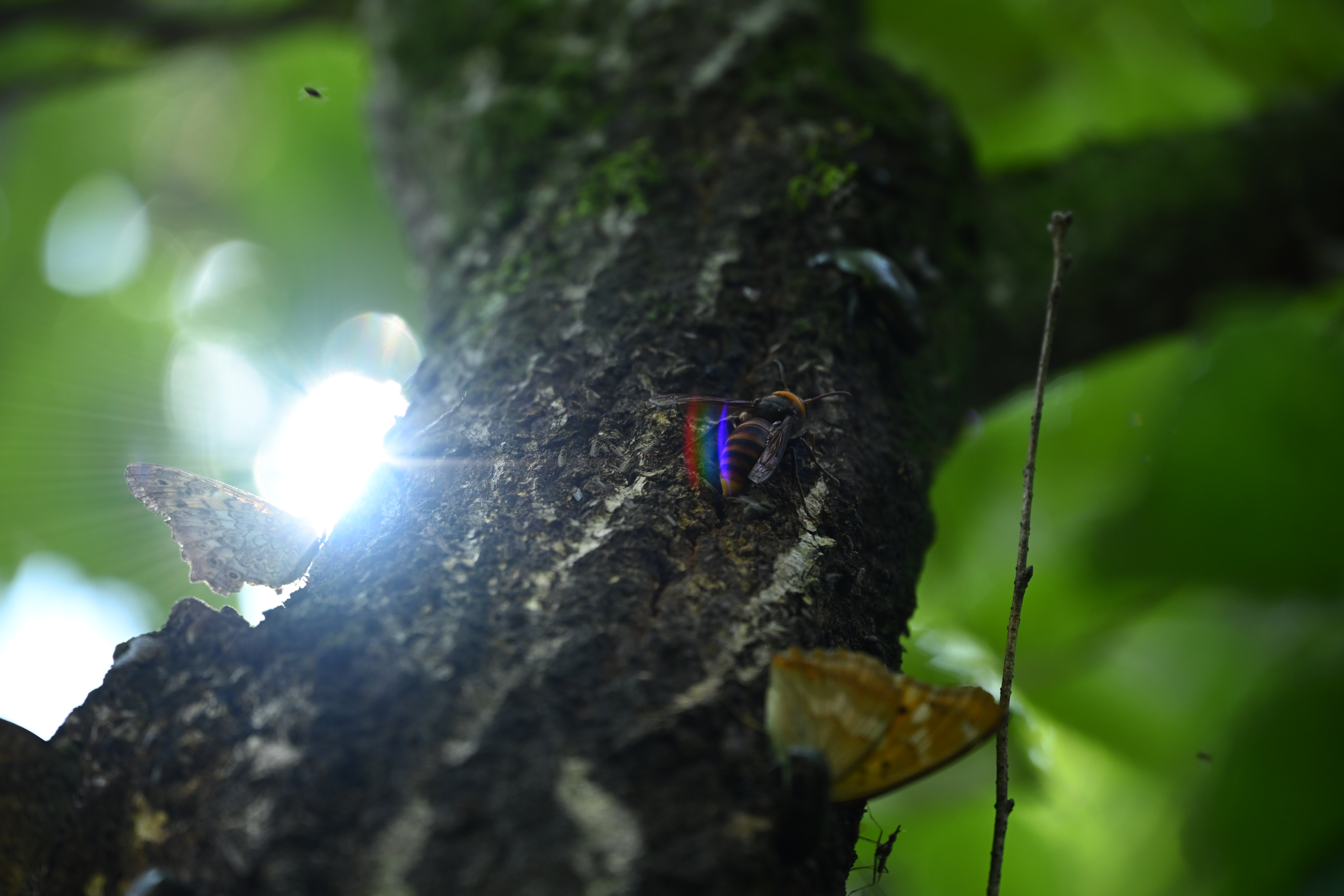 ニコンZ 7 / NIKKOR Z 24-200mm f/4-6.3 VR（200mm） / 絞り優先AE（F6.3・1/400秒・-0.3EV） / ISO 640