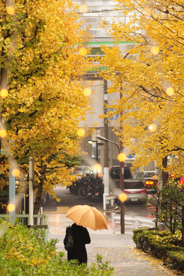 ニコンD90　レンズ不明（153mm）　絞り優先オート（F4.8、1/60秒）　ISO 800　WB:日陰