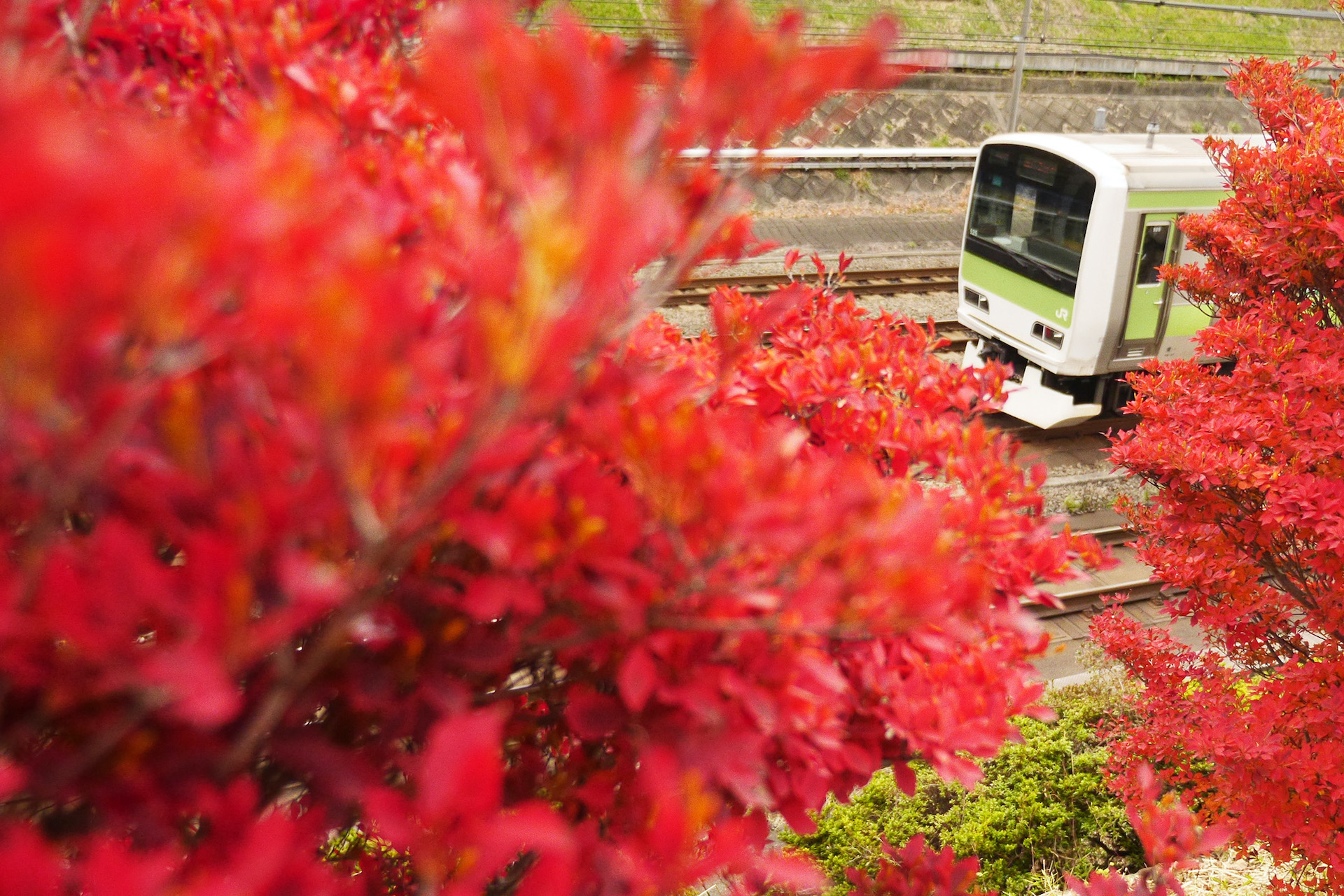 パナソニックLUMIX DMC-GH3　LUMIX G X VARIO 12-35mm F2.8 II ASPH. POWER O.I.S.（27mm）　絞り優先オート（F2.8、1/2,500秒）　ISO 1600　WB:日陰