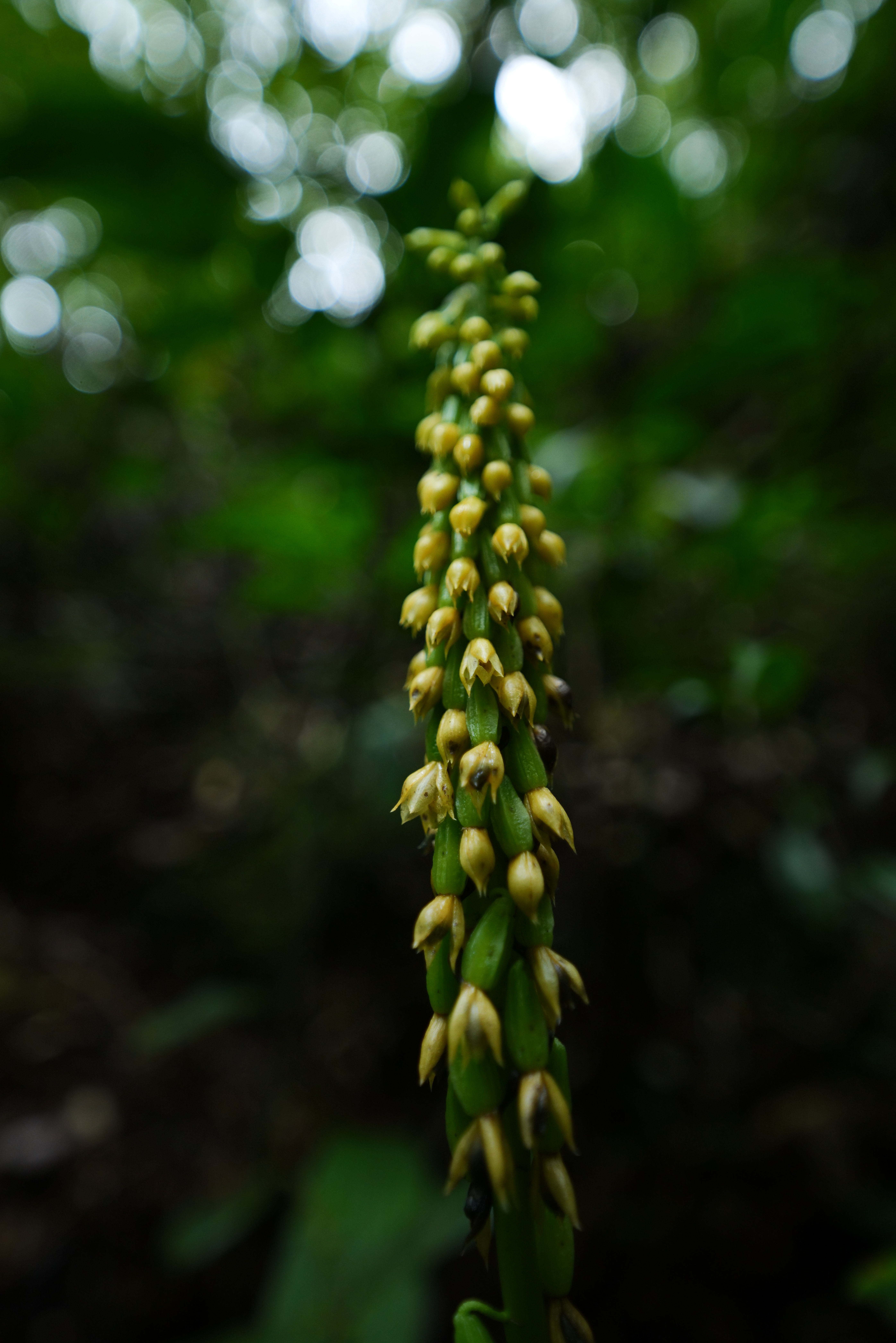F2.8<br>1/100秒 / ISO 1600