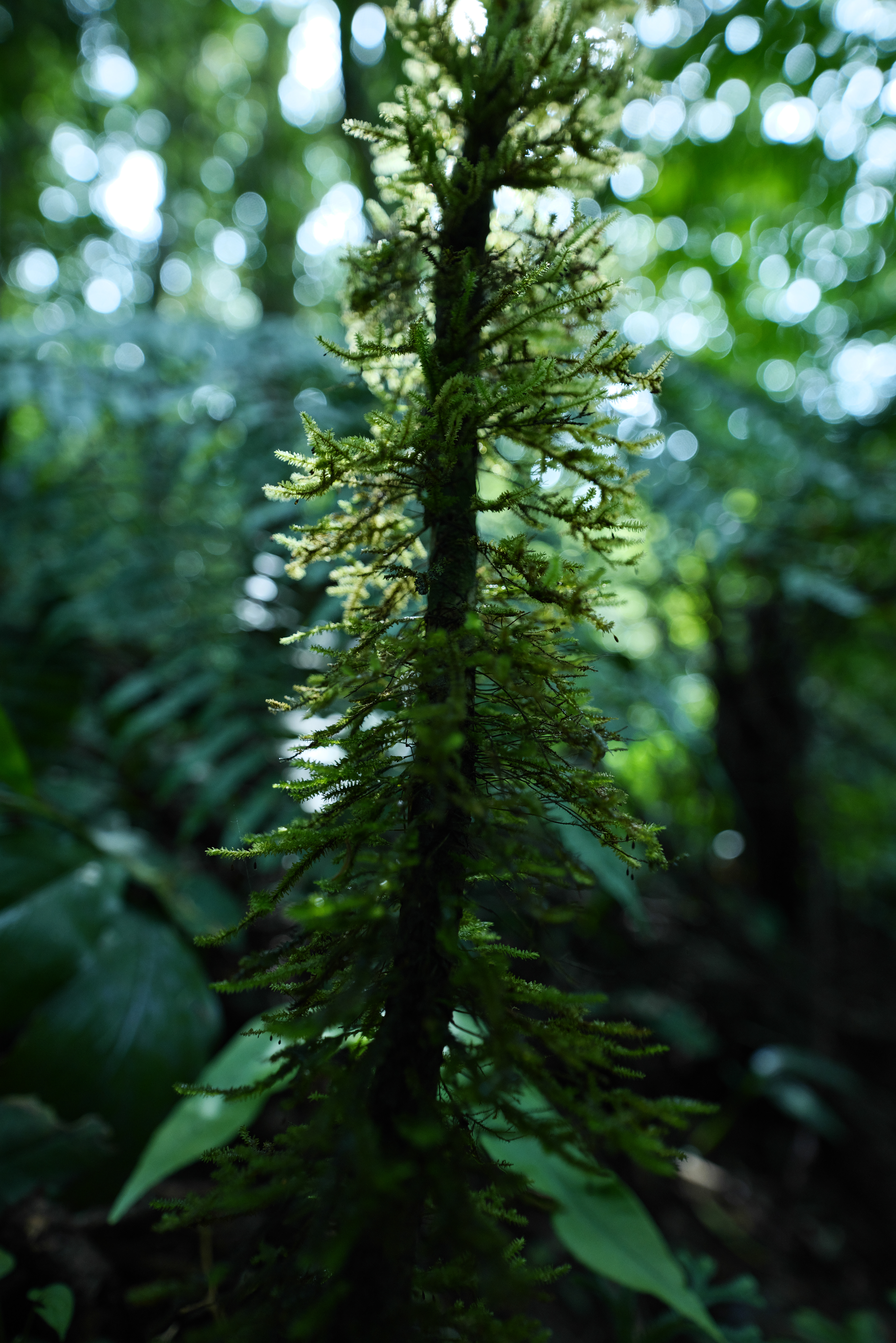 Panasonic LUMIX S1R / SIGMA 14-24mm F2.8 DG DN｜Art（20mm） / マニュアル露出（F2.8・1/200秒） / ISO 1250 / 手持ち