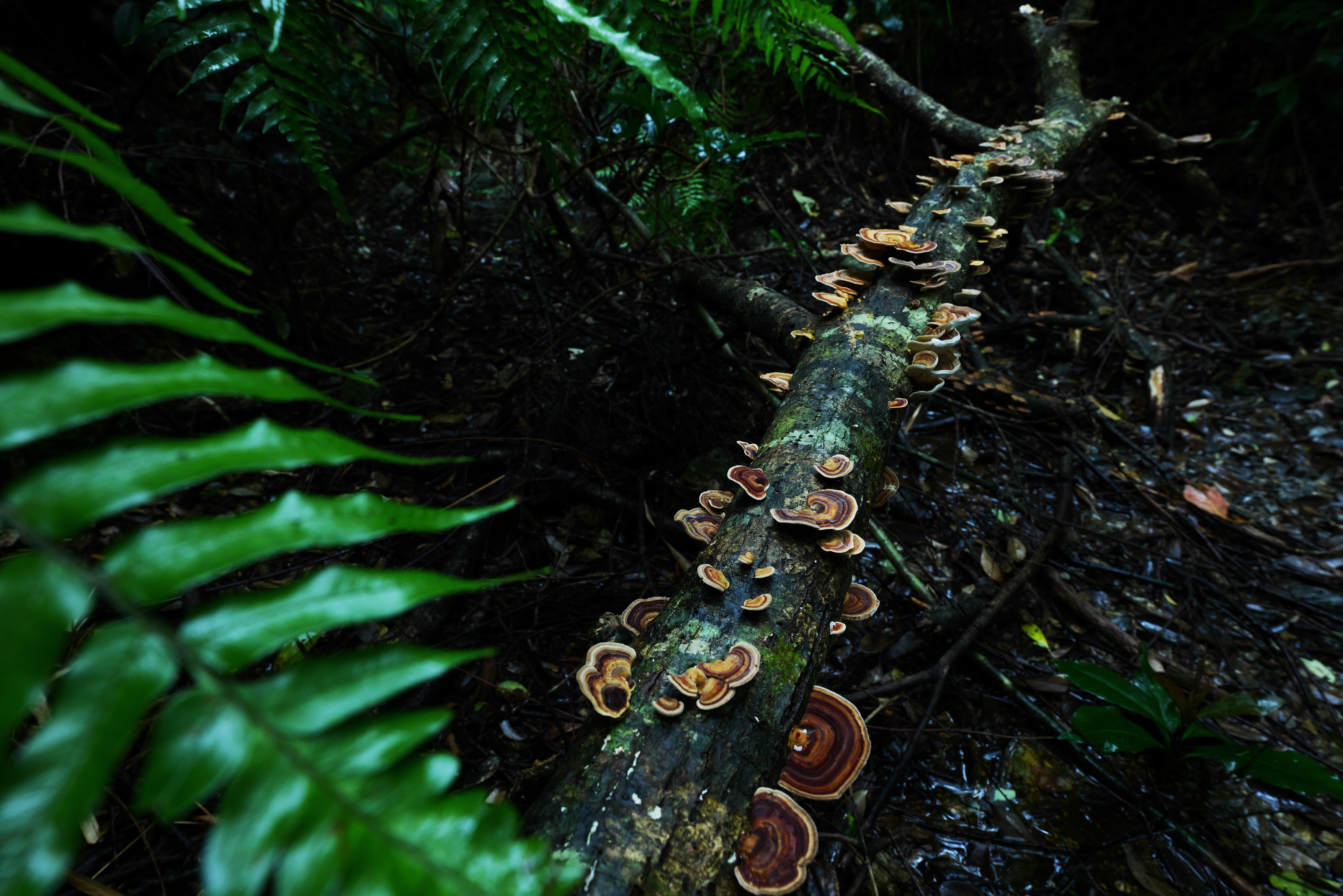 Panasonic LUMIX S1R／SIGMA 14-24mm F2.8 DG DN｜Art（20mm） / マニュアル露出（F9・1/20秒） / ISO 2000 / 手持ち