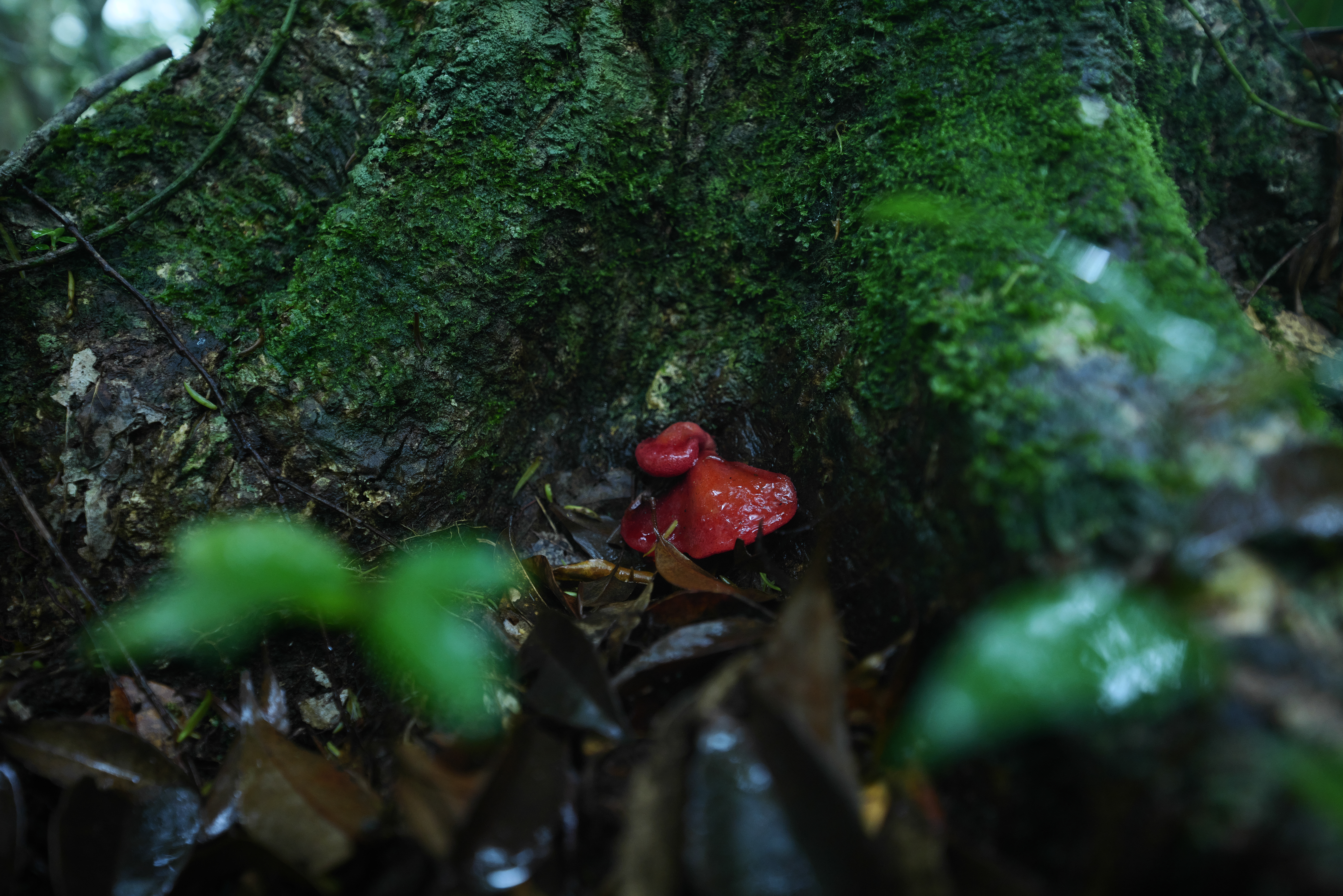 Panasonic LUMIX S1R / SIGMA 14-24mm F2.8 DG DN｜Art（24mm） / マニュアル露出（F2.8・1/30秒） / ISO 2000 / 手持ち