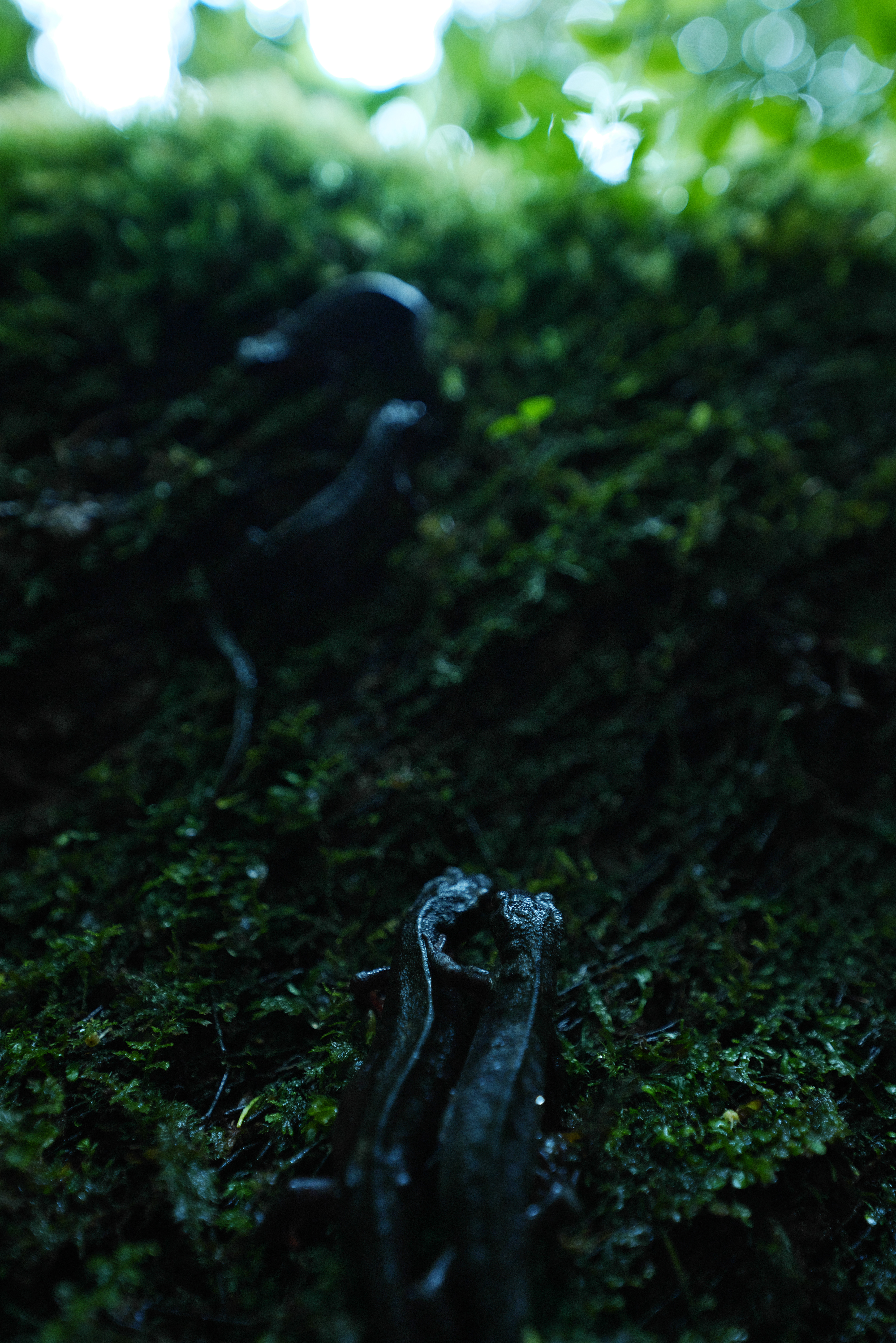 Panasonic LUMIX S1R / SIGMA 14-24mm F2.8 DG DN｜Art（24mm） / マニュアル露出（F2.8・1/100秒） / ISO 1600 / 手持ち