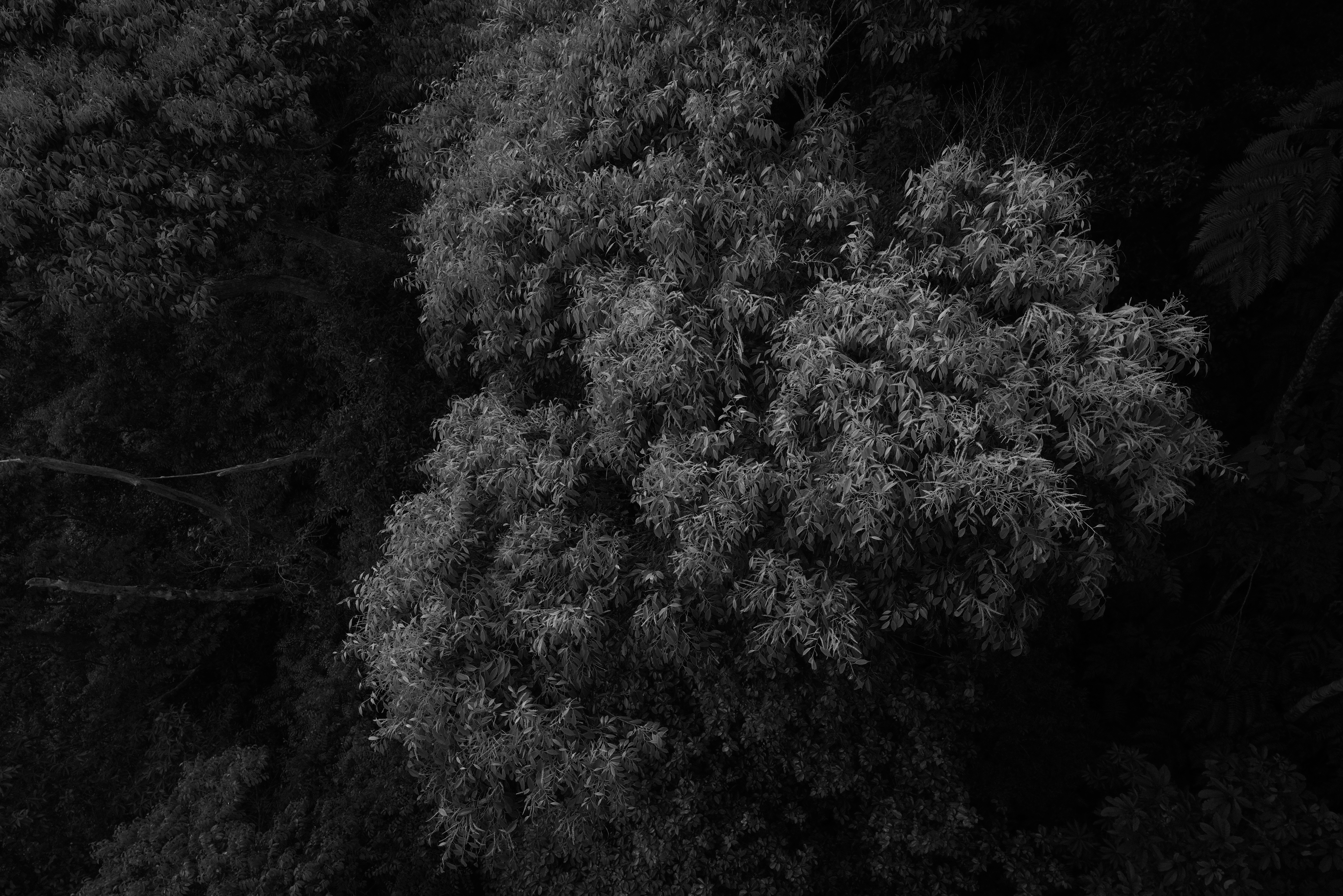 Panasonic LUMIX S1R / SIGMA 14-24mm F2.8 DG DN｜Art（24mm） / マニュアル露出（F9・1/1,250秒） / ISO 1000 / 手持ち