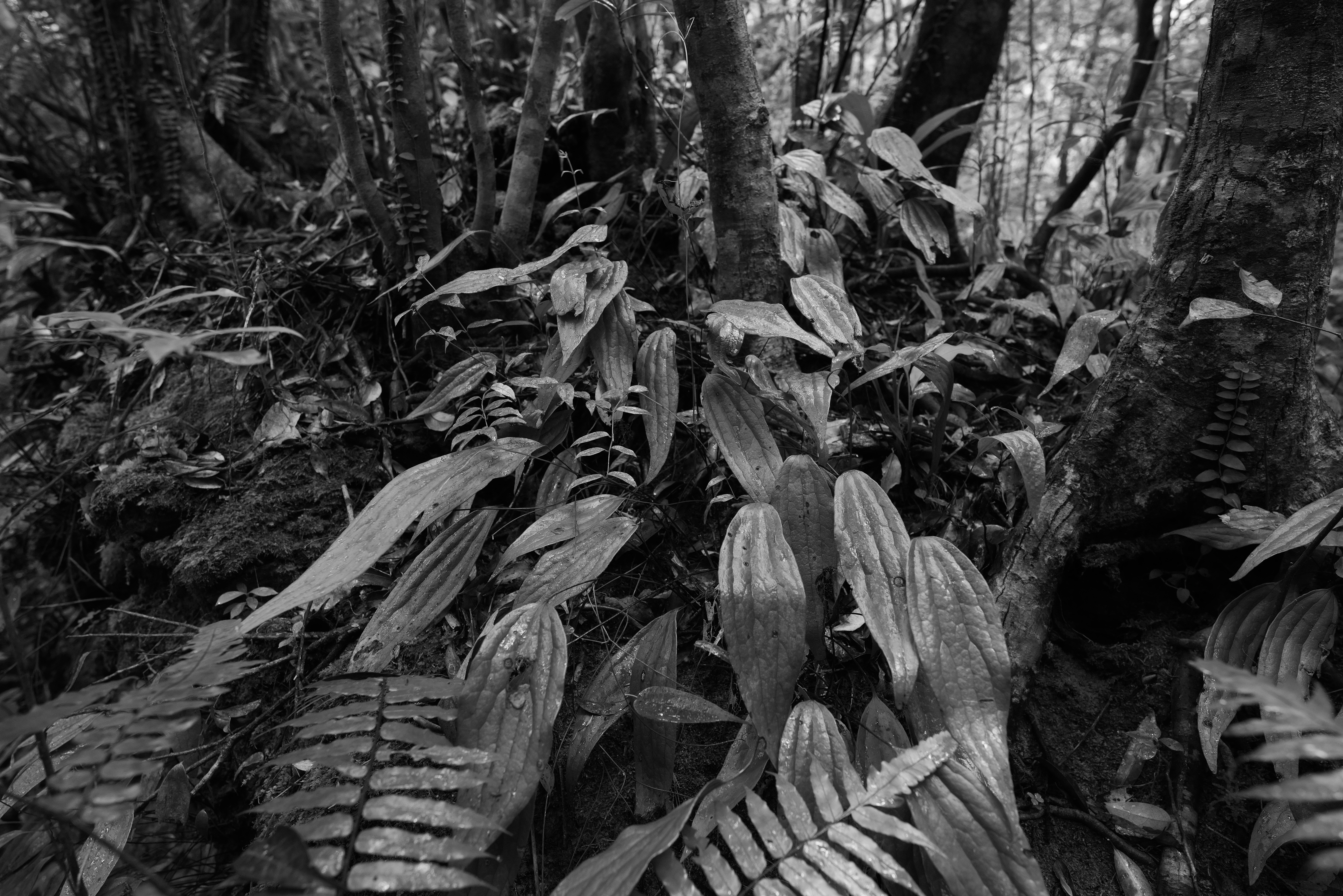 Panasonic LUMIX S1R / SIGMA 14-24mm F2.8 DG DN｜Art（20mm） / マニュアル露出（F5・1/30秒） / ISO 1600 / 手持ち