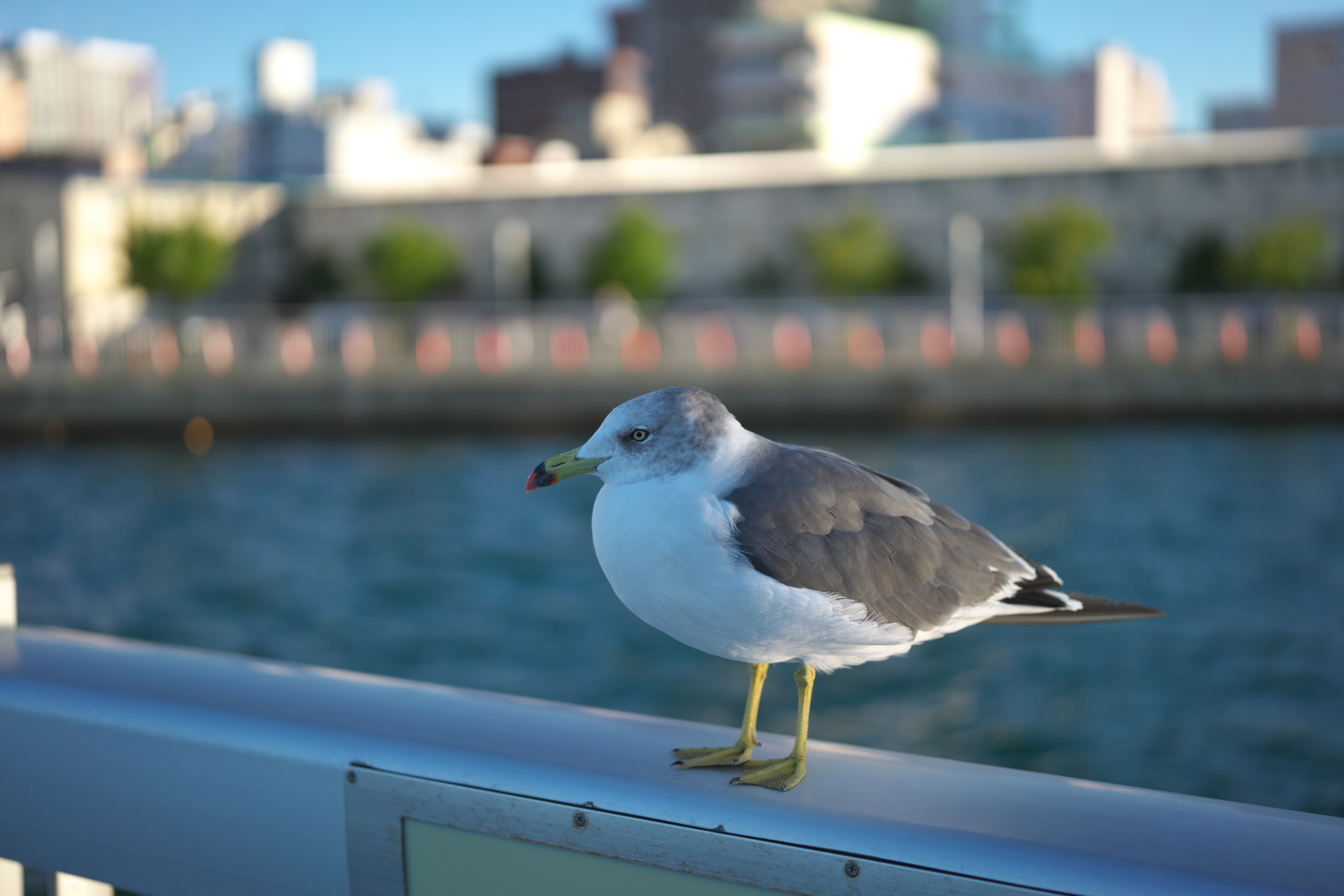 海鳥にそーっと近寄って撮影。まったく動じないでモデルになってくれる。合焦点は素晴らしくシャープ。明暗差がやや大きいためか背景のボケに個性が出た。<br>α7R IV　APO-LANTHAR 50mm F2 Aspherical E-mount（F2・1/2,000秒）ISO 100