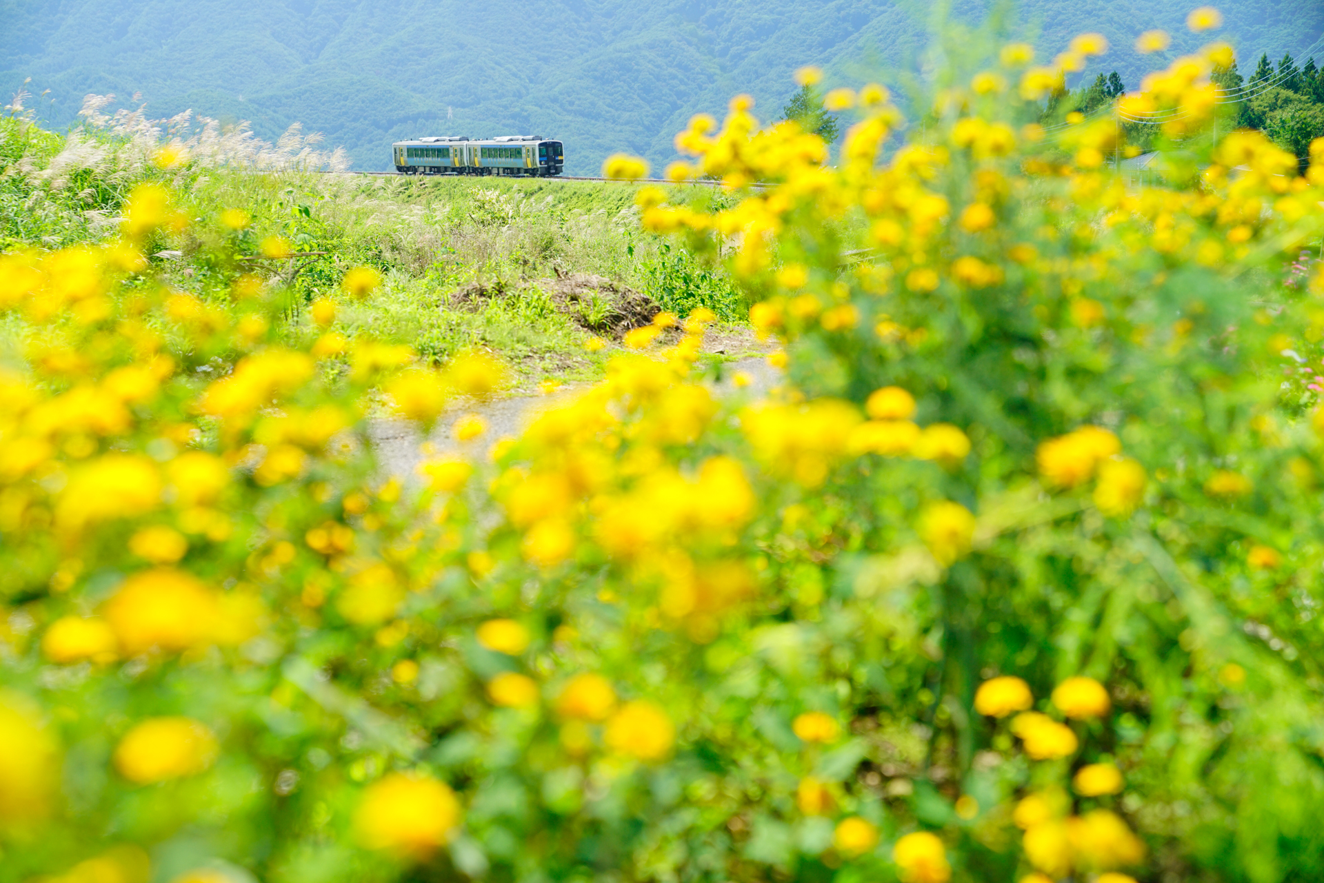 ソニーα7R II　FE 24-70mm F2.8 GM（70mm）　絞り優先オート（F3.5、1/800秒）　ISO 400　WB:太陽光