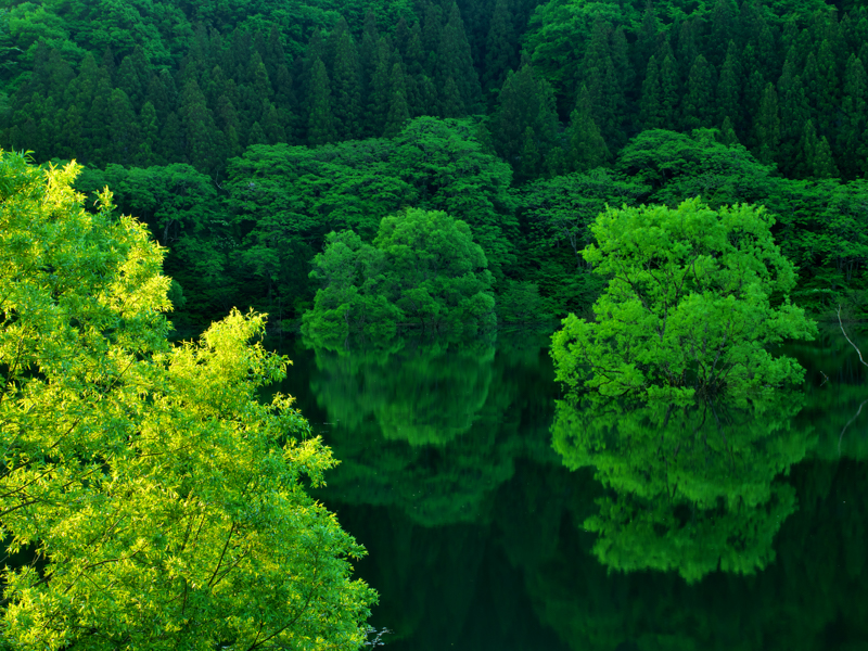緑鮮やかな木々がまるで鏡のように映り込む藤原湖。手前の木に朝日が当たるのを待って撮影。画面の隅々まで極めてシャープに解像していることに驚かされる。<br><span class="fnt-85">OM-D E-M1 Mark II / M.ZUIKO DIGITAL ED 12-40mm F2.8 PRO / 25mm（50mm相当） / 絞り優先AE（F11、1/4秒、-1.0EV） / ISO 200 / WB:晴天</span>