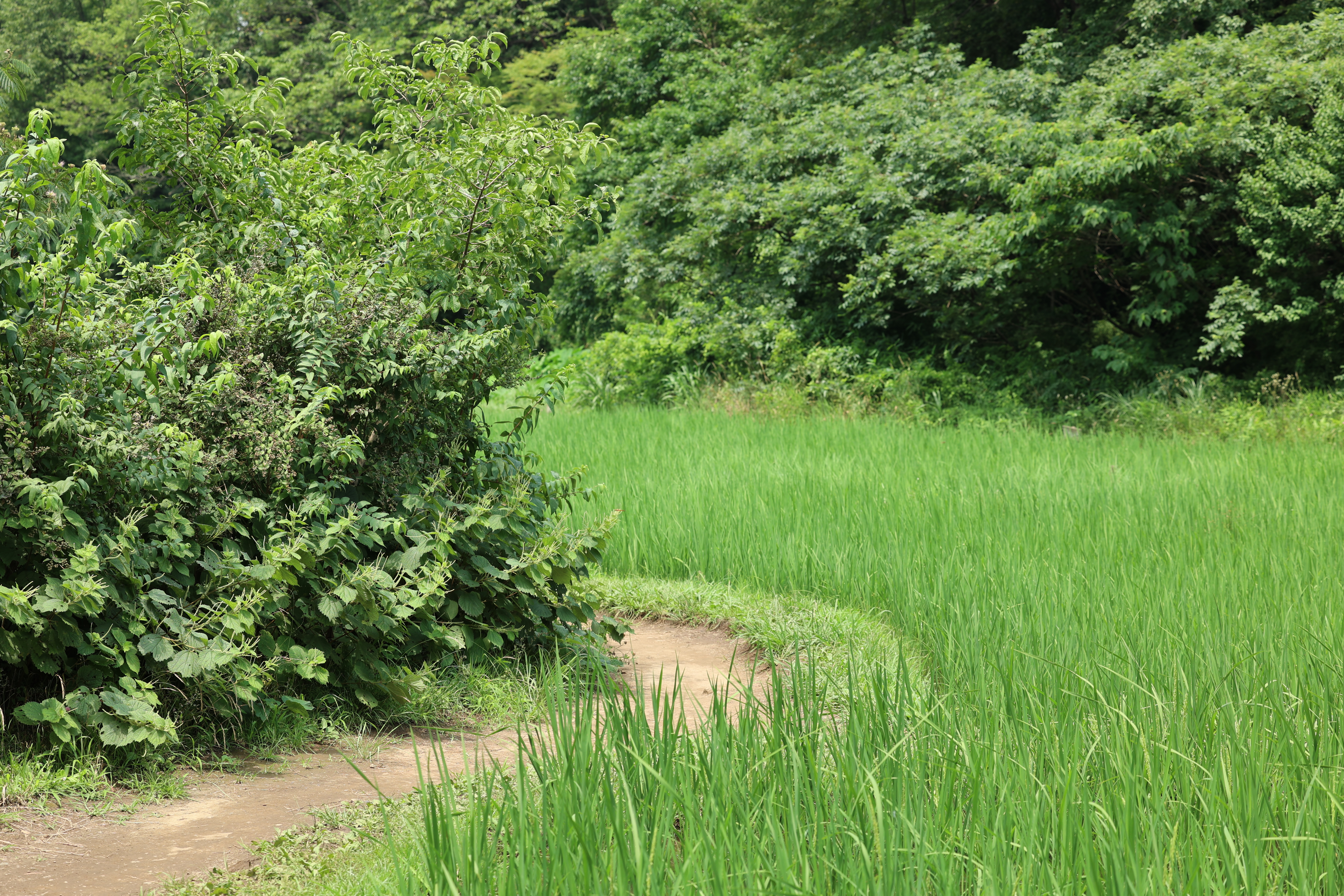 EOS R6 / RF70-200mm F2.8 L IS USM（70mm） / プログラムAE（F5.0・1/250秒・±0EV） / ISO 100