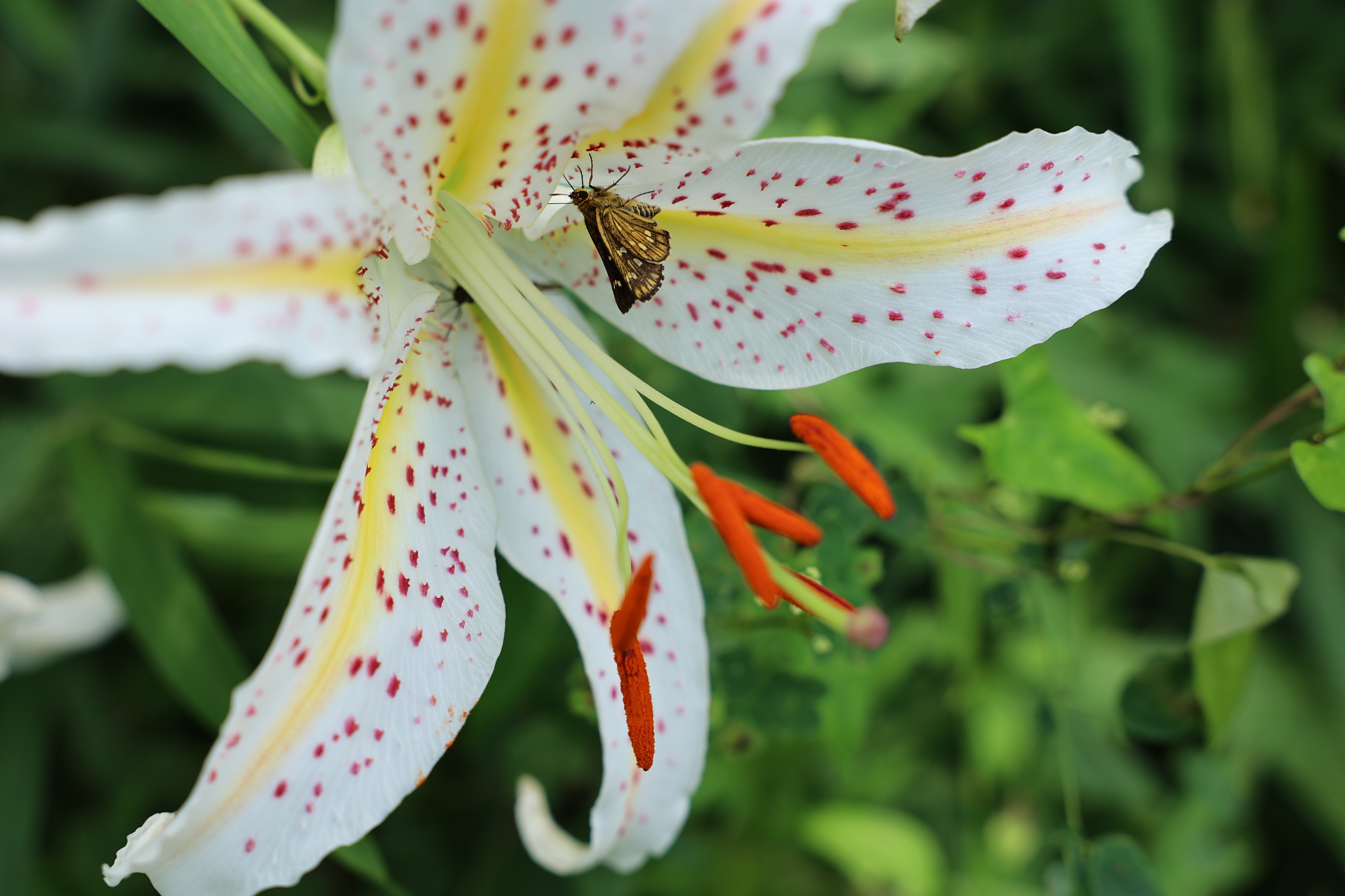 EOS R6 / RF24-70mm F2.8 L IS USM（70mm） / プログラムAE（F4.5・1/200秒・±0EV） / ISO 100