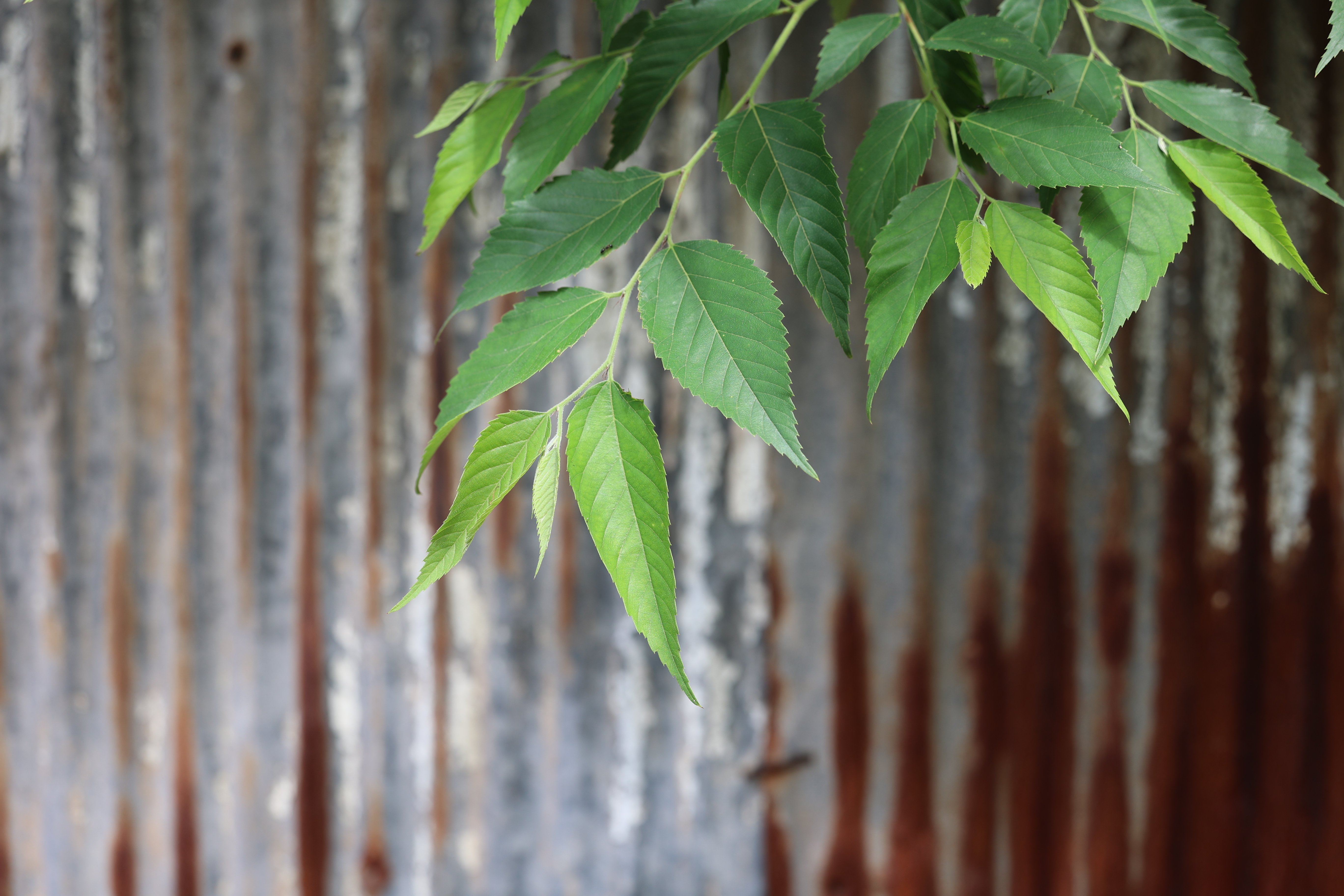 EOS R6 / RF70-200mm F2.8 L IS USM（70mm） / プログラムAE（F5・1/250秒・±0EV） / ISO 100