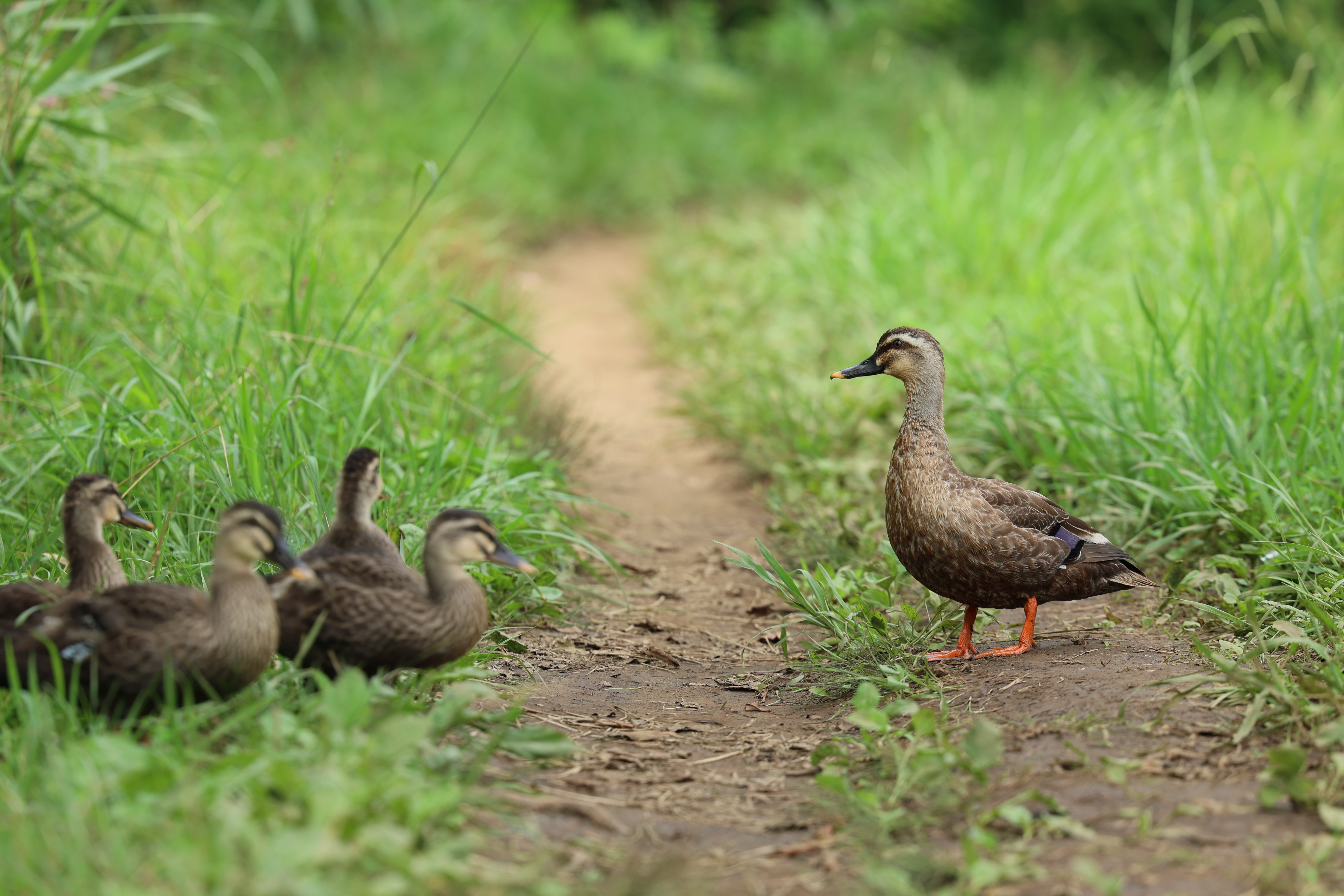 <span class="fnt-85">EOS R6 / RF70-200mm F2.8 L IS USM（200mm） / プログラムAE（F4.0・1/400秒・+0.3EV） / ISO 200</span>