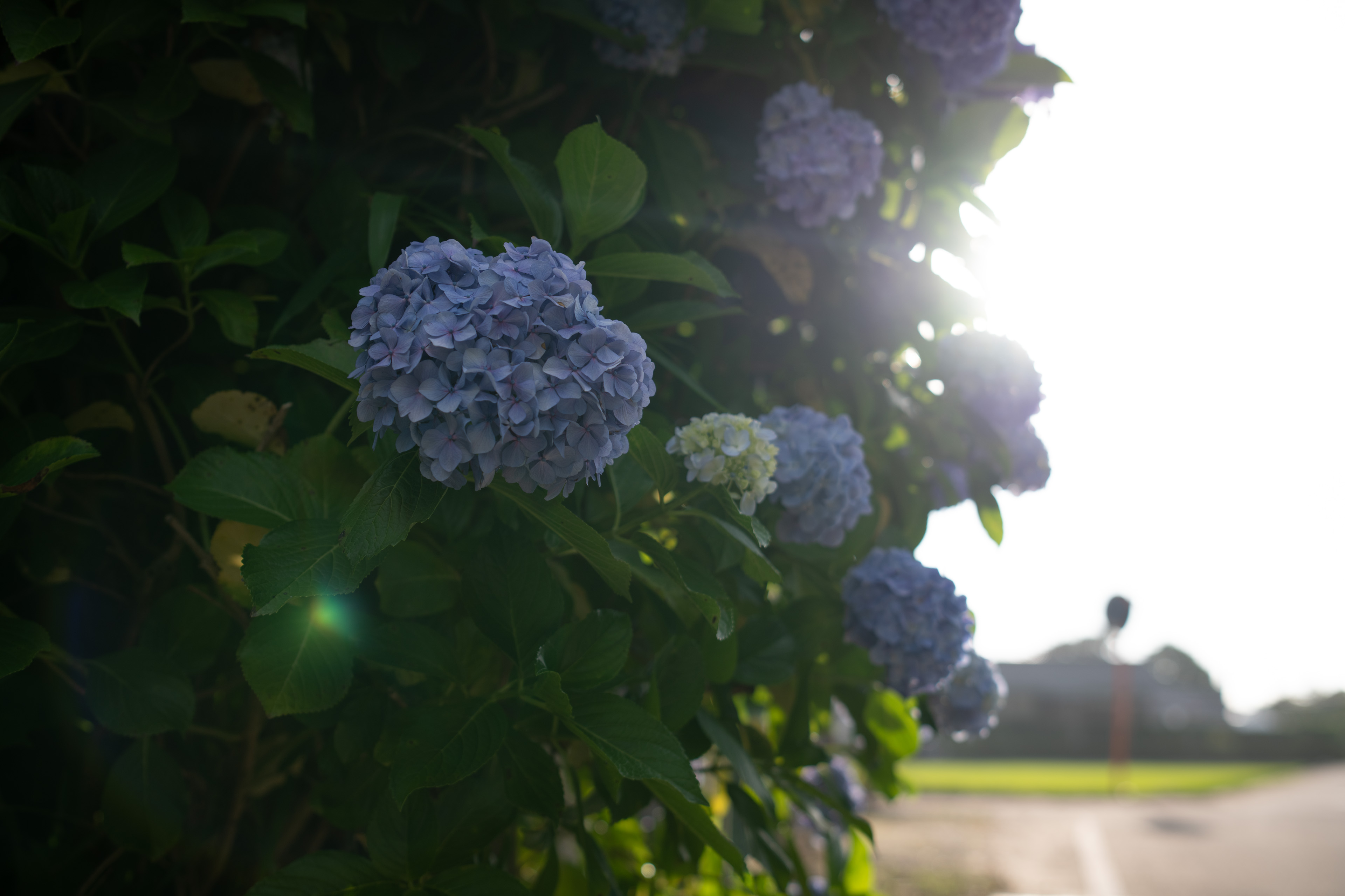 <span class="fnt-85">Nikon D850 / Irix Dragonfly 45mm F1.4 / 絞り優先AE（F2.8・１/640秒・-1.3EV） / ISO 64 / WB：AUTO</span>