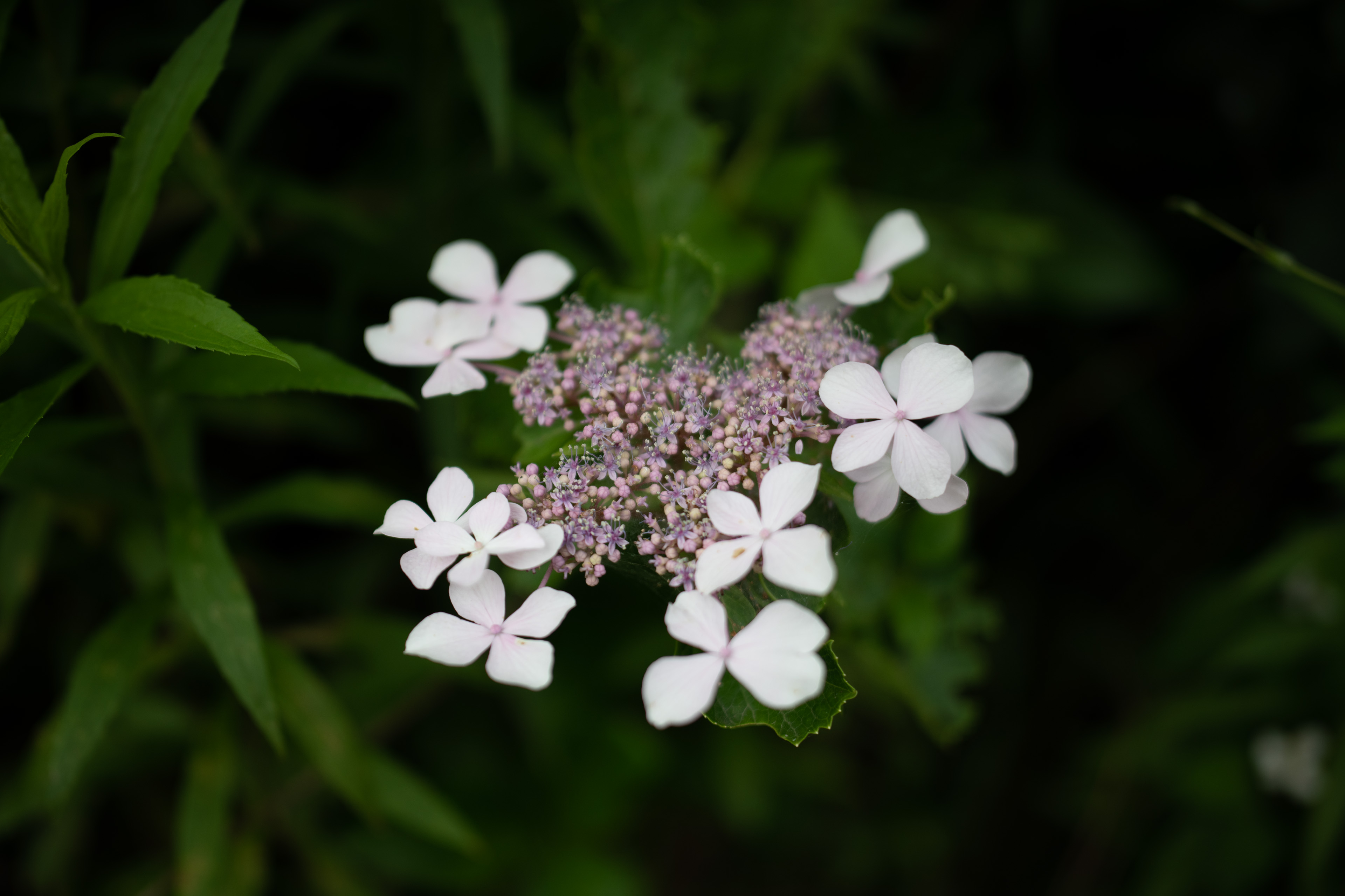 絞り開放・作例2<br><span class="fnt-85">Nikon D850 / Irix Dragonfly 45mm F1.4 /絞り優先AE（F1.4・１/1,600秒・-1.0EV） / ISO 100 / WB：AUTO</span>