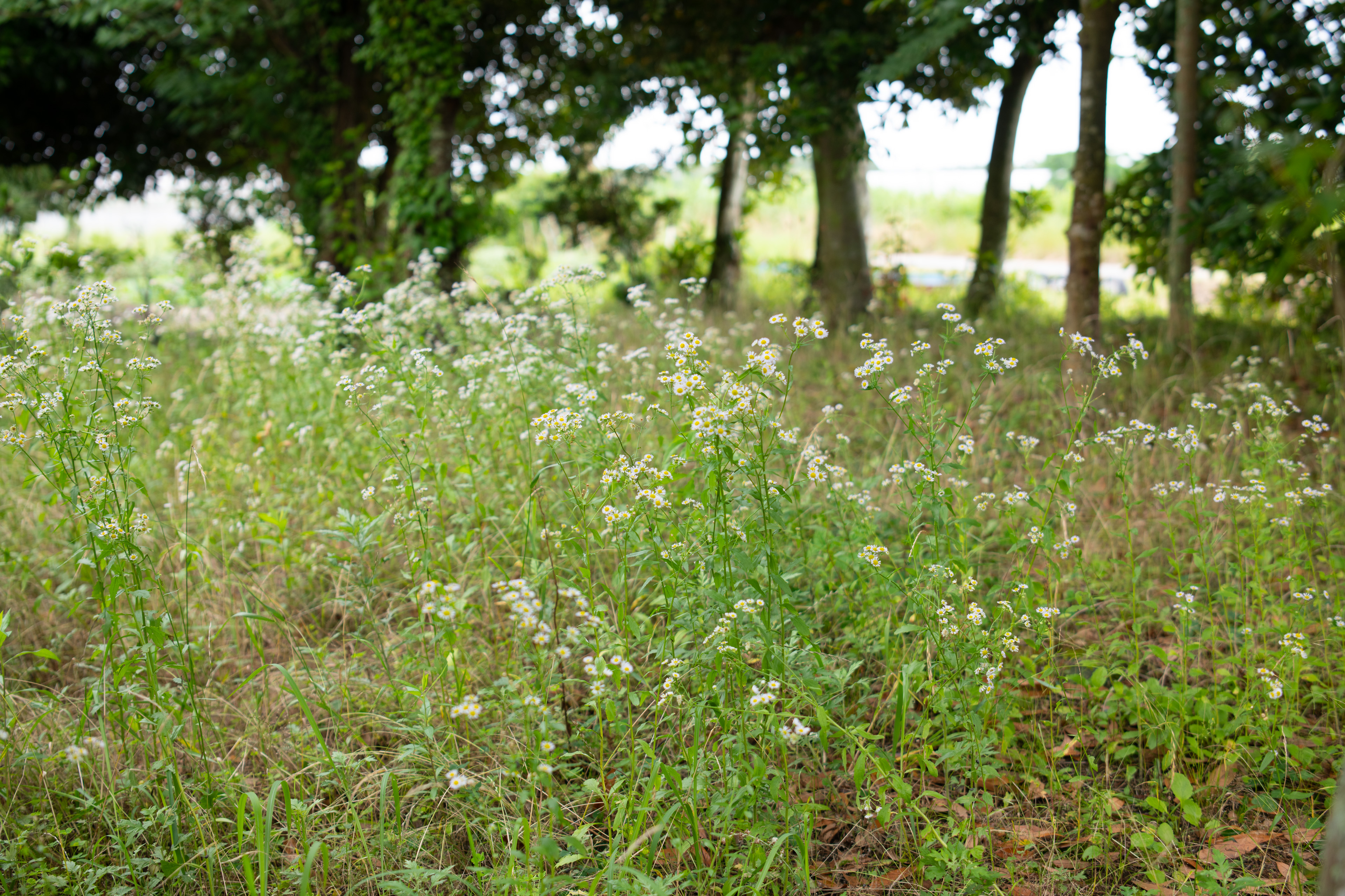 <span class="fnt-85">Nikon D850 / Irix Dragonfly 45mm F1.4 / 絞り優先AE（F2.8・１/125秒・-0.7EV） / ISO 100 / WB：AUTO</span>